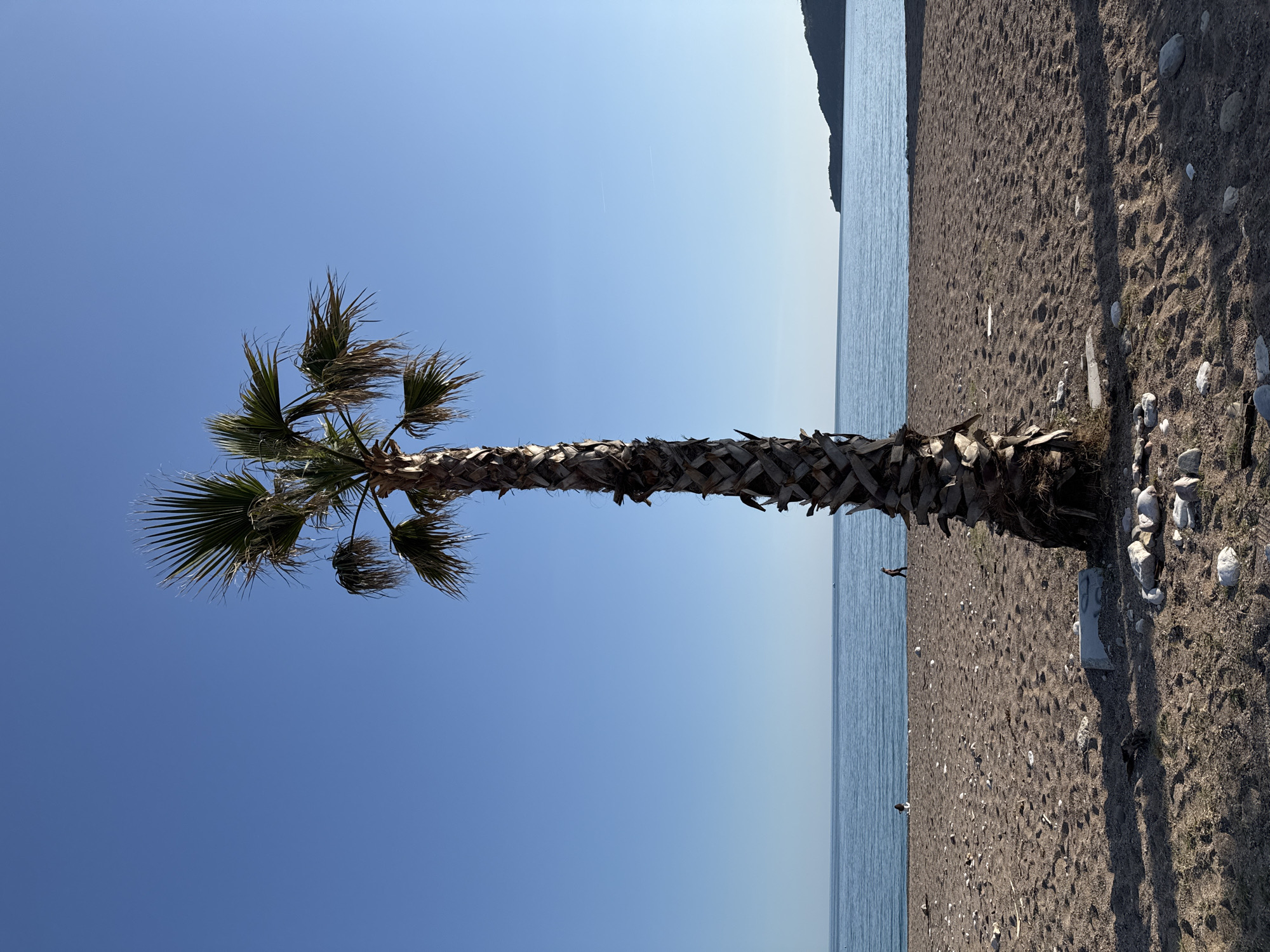 A vertical landscape shot shows a palm tree on a beach in Bečići, Montenegro. The tree's trunk is thick, covered in fibrous material, and leans slightly to the right. Its fronds are a mix of green and brown, positioned against a clear blue sky. The sandy beach transitions from dark to light brown in the foreground. The Adriatic Sea is a muted blue, and a distant landmass sits at the top of the image.