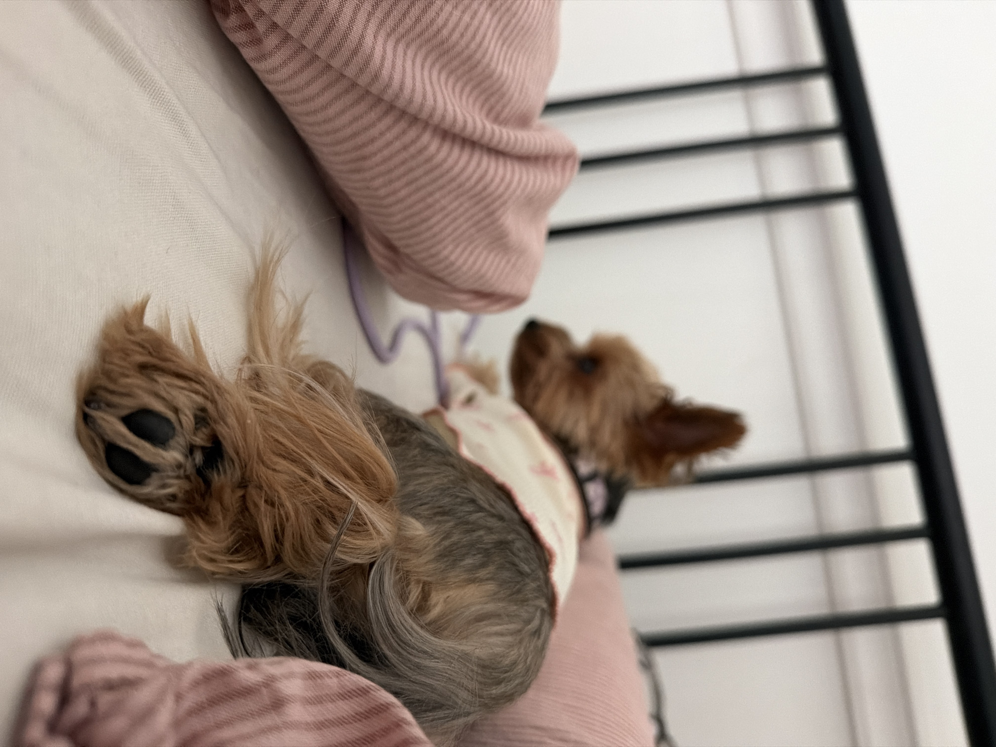 A small, tan and grey Yorkshire Terrier, wearing a white and pink patterned shirt, is lying on its side on a white bedspread. The dog's body is facing away from the camera, with its head turned to the left. Its tail is curled and rests on the bed. To the left of the dog is a pink, ribbed pillow. To the right and partially behind the dog is another pink, ribbed pillow. In the background, a black metal bed frame with vertical bars is visible against a white wall. The scene appears to be indoors, within a bedroom in Legionowo, Poland.