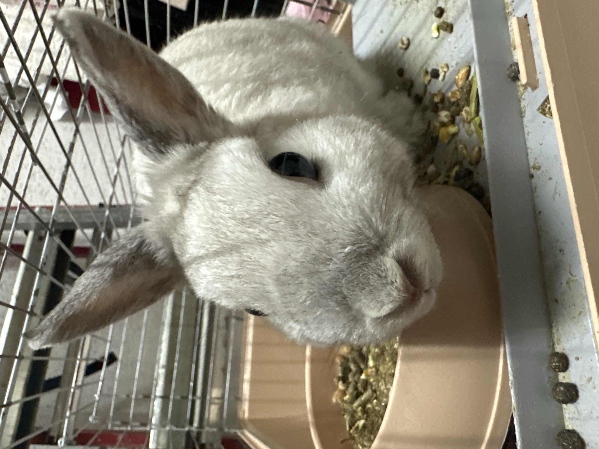 A gray rabbit is in a wire cage. The rabbit is facing the camera with its head tilted to the side. It is near food and fecal pellets. The location is Unknown, Unknown.