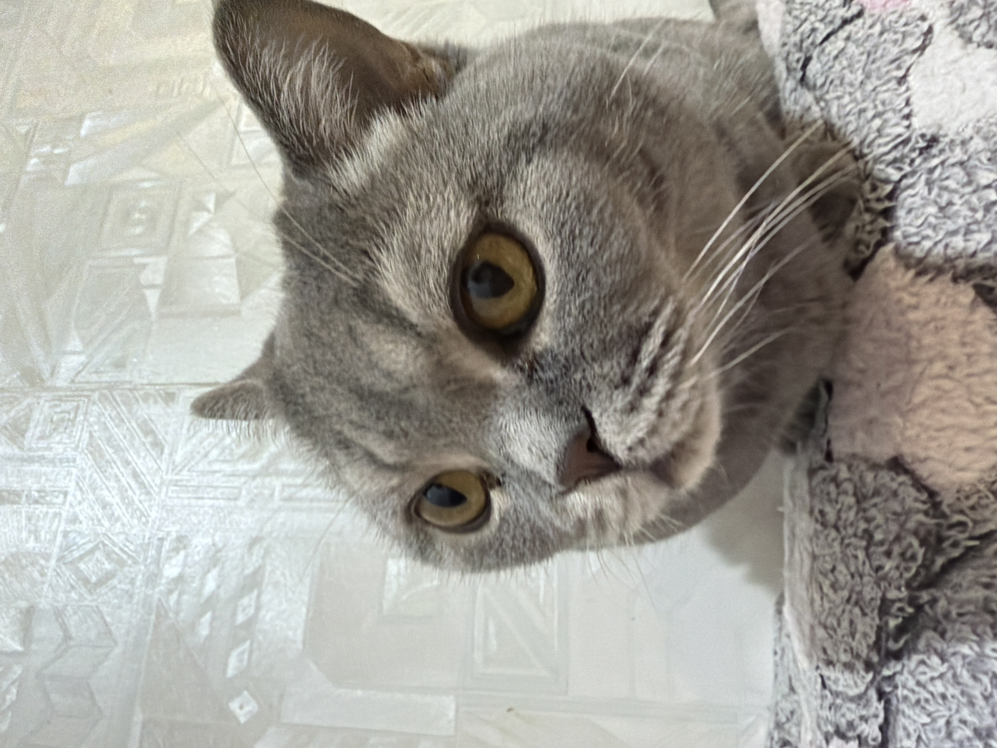 A close-up, high-angle shot captures a grey cat looking directly into the camera. The cat has dense, short grey fur and striking, round yellow-amber eyes with dark, vertical pupils. Long, prominent white whiskers extend from its muzzle. One of its pointed ears is visible at the top left of its head, slightly out of focus.
The cat's head is tilted, giving the impression it is peering over an edge or resting. To the right of the cat, a textured, grey, fluffy fabric, possibly a blanket or soft toy, is partially visible, providing a cozy contrast to the cat's fur. The background behind the cat is a light-colored surface, likely white or off-white, featuring a subtle, embossed geometric pattern that resembles textured wallpaper or tiles. The lighting is soft and even, illuminating the cat's features clearly. The cat's expression appears curious and attentive. No text is visible in the image. The image's location context is Perm, Russia.