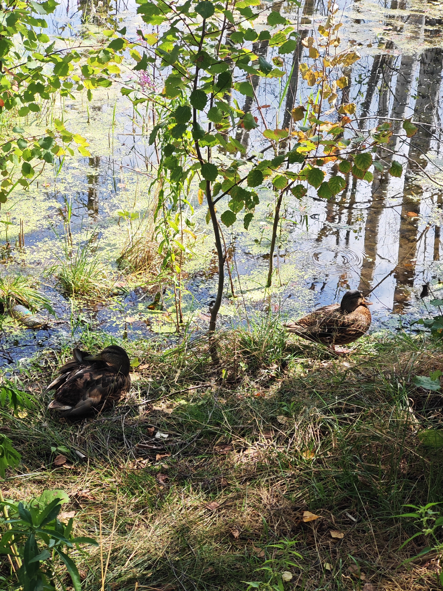 The image depicts a natural scene likely in or near Turgoyak, Russia. The foreground is dominated by dry grass and scattered leaves, with sunlight casting dappled shadows. Two ducks are present; one is facing away from the viewer, its head tucked into its body as if sleeping, while the other is standing and looking to the right, appearing alert.
Behind the ducks is a body of water covered in a thick layer of green algae. The water reflects the surrounding environment, including the vertical trunks of trees which appear to be birch, suggested by their white bark. The water surface is disturbed in one area by ripples, indicating a recent movement, possibly from a fish or the standing duck. Vegetation, including reeds and leafy branches, frames the water's edge and extends into the water. Some of the leaves on the branches show autumnal colors of yellow and brown, suggesting the season is late summer or early autumn. The overall impression is a peaceful, undisturbed wetland environment.
