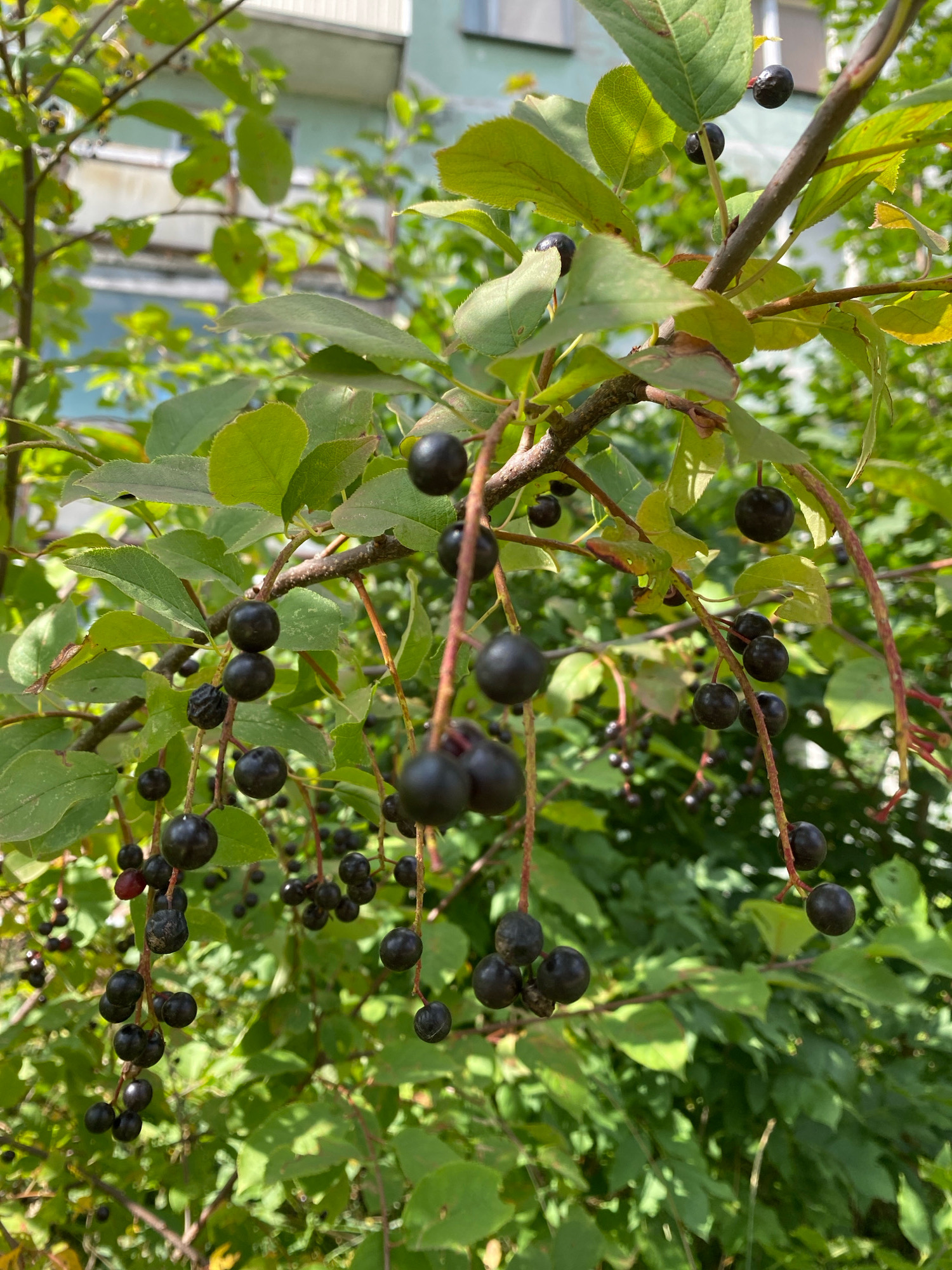 This is a close-up, eye-level, outdoor shot of a tree branch laden with dark, round berries and green leaves. The berries are clustered together on thin stems, some appearing plump and others slightly shriveled. The branch itself is brown and woody, with a few smaller twigs branching off. The background is a soft blur of green foliage and a hint of a light-colored building with windows, suggesting an urban or suburban setting. The lighting appears to be natural daylight, casting soft shadows. The image is focused on the berries and leaves, with the background slightly out of focus. The scene is likely in Ivanteyevka, Russia, given the context.