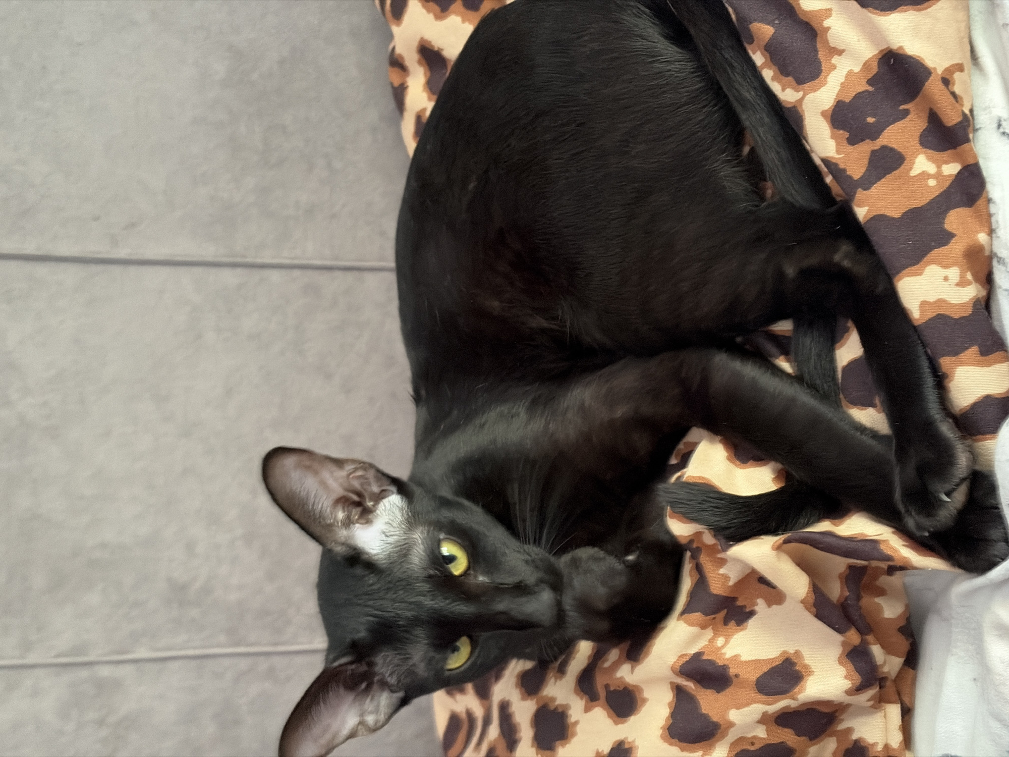 A black cat with large ears and yellow eyes is lying on a leopard-print pillow. The cat is facing the camera and has its paw up to its mouth. The background is a grey, textured wall. The image appears to be taken indoors, possibly in a residential setting. There is no information in the image to indicate the location in the city of Chaikovsky, Russia.