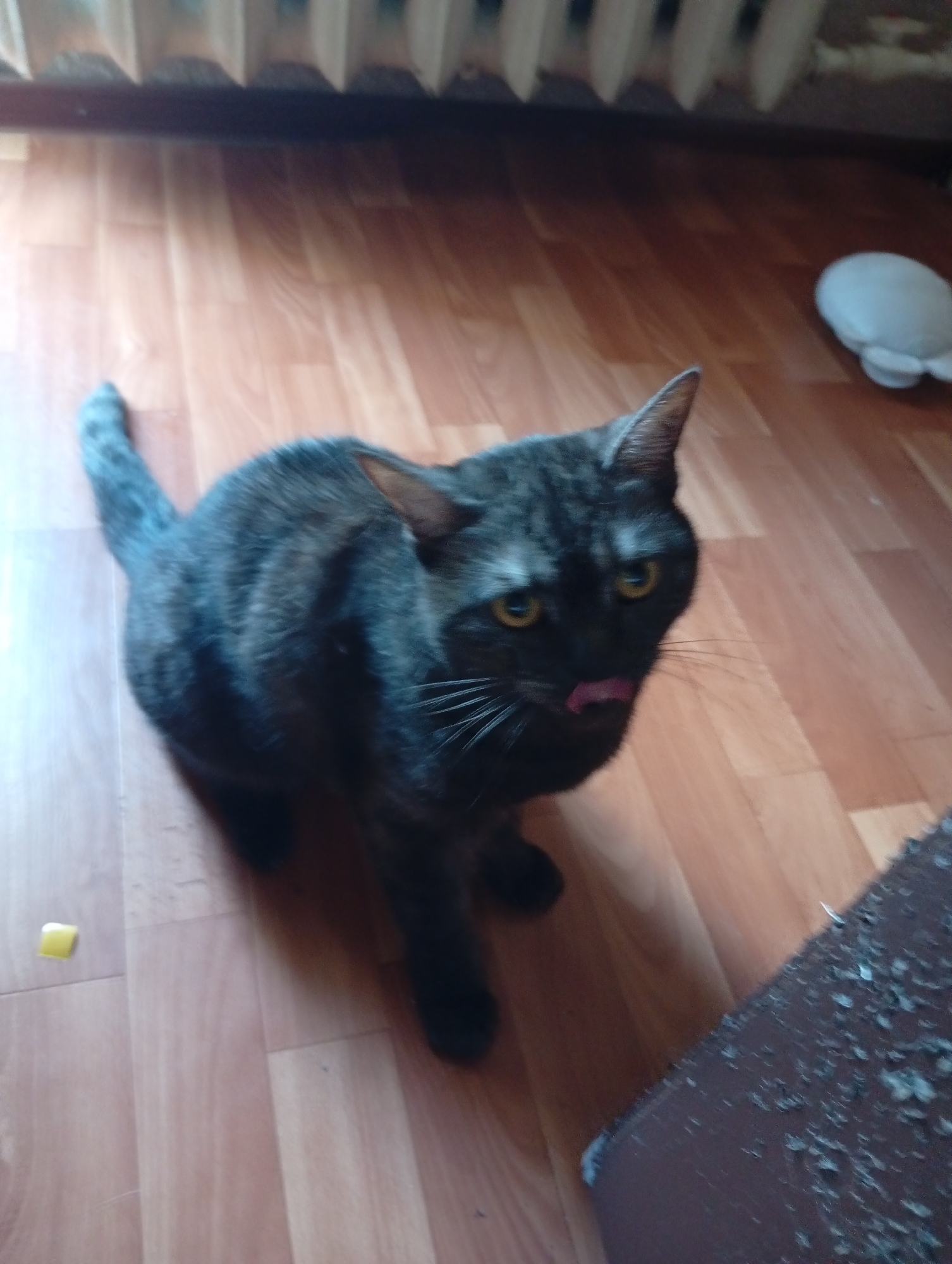A medium-shot captures a dark-gray or black cat with yellow eyes, its pink tongue slightly visible. The cat is positioned on a wooden-patterned floor, and a radiator is visible in the background. A small, yellow, square object lies on the floor near the cat. A plush toy and part of a dark, shredded piece of furniture are also visible. The location is Naberezhnye Chelny, Russia.