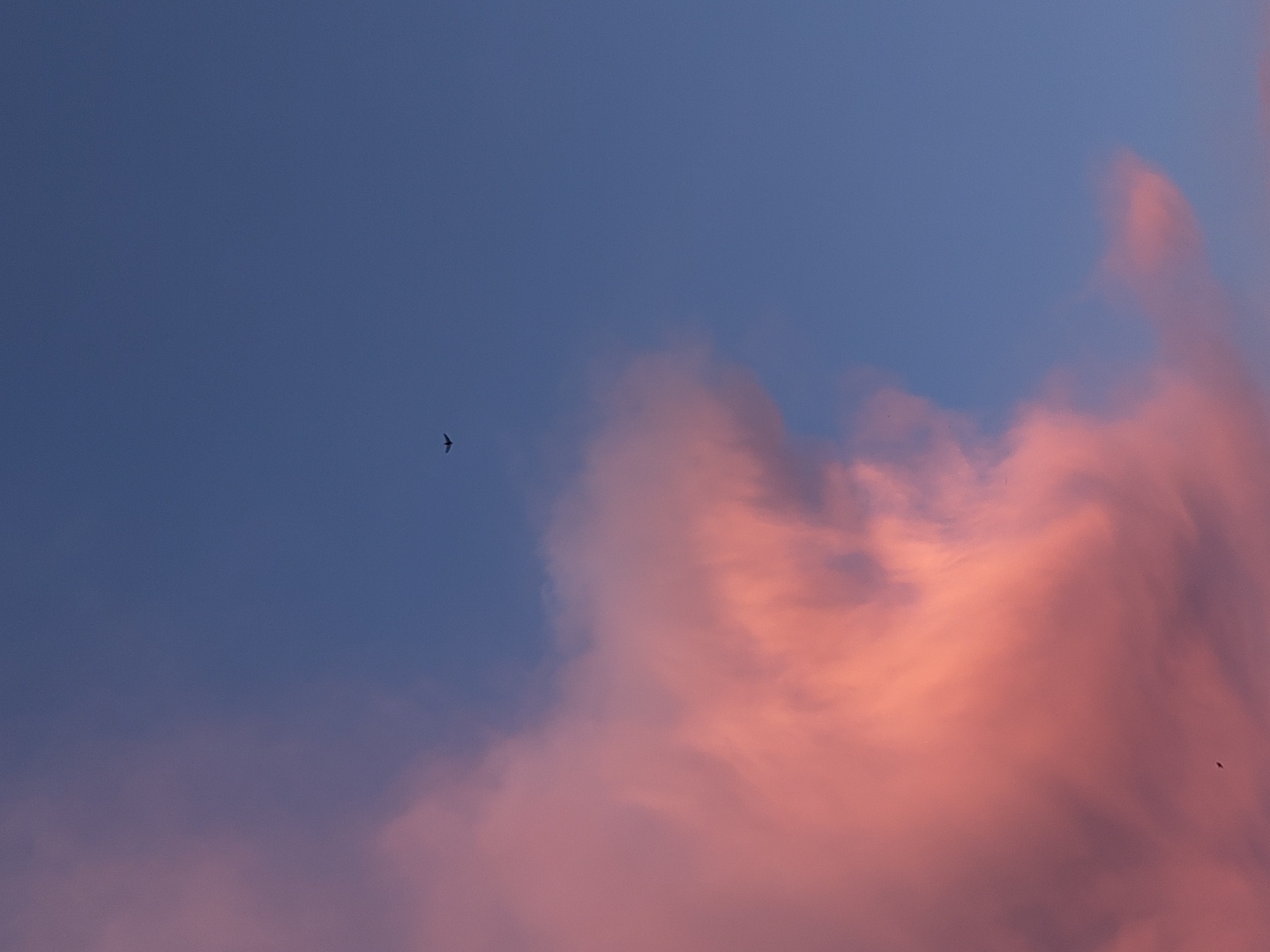 The image displays a serene sky scene, dominated by a clear blue sky transitioning into vibrant, warm-toned clouds. The upper left portion of the frame features a deep, clear blue, while the right and lower sections are filled with large, soft clouds painted in shades of pink, orange, and red, indicative of either sunrise or sunset.
A solitary, dark bird is visible in flight in the upper-left quadrant of the blue sky, its silhouette sharply contrasting against the lighter background. Its wings appear spread, suggesting it is soaring or gliding. Another much smaller, darker, and less distinct speck, possibly another bird or a distant object, can be vaguely discerned within the pink clouds near the lower right edge of the frame.
The overall atmosphere conveyed is tranquil and natural. There are no people or man-made objects visible, nor any discernible text. The warm hues of the clouds suggest the soft, ambient light of either dawn or dusk. The clouds themselves have a wispy, elongated quality, catching the light beautifully.
