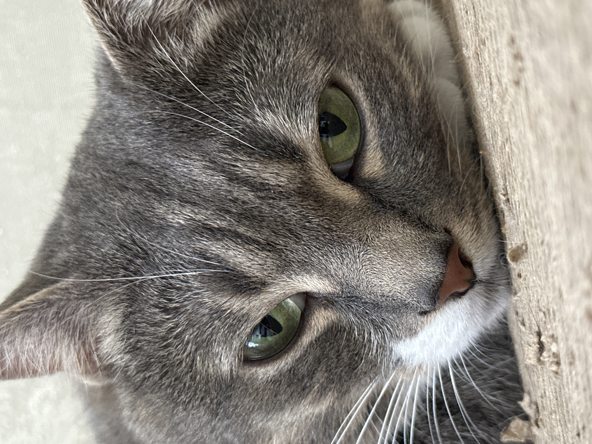 The image shows a close-up, low-angle shot of a grey tabby cat's face. The cat is lying down, with its head resting on a light-colored, textured surface that appears to be wood or a similar material. The cat's eyes are a striking green, and its pupils are dilated. Its nose is a soft pink, and its white whiskers are prominent. The fur is detailed, showing the tabby markings of darker grey stripes on a lighter grey background. The background is out of focus and appears to be a light, possibly textured wall or fabric. There are no people or other animals visible in the image. The setting is not identifiable as a specific location within a city.