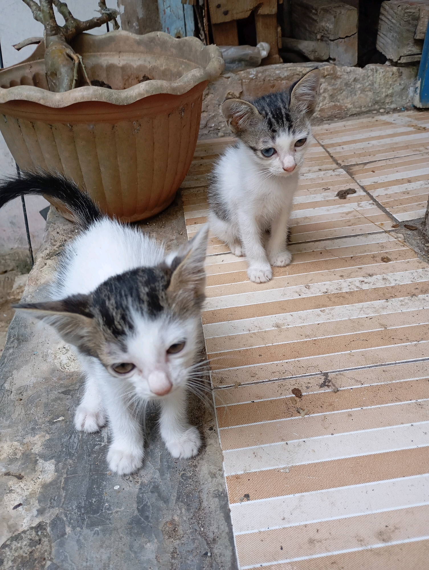 The image shows two young kittens on a tiled outdoor surface. The kitten in the foreground is white with black and gray markings on its head and has its front paws on a concrete ledge. The kitten in the background is also white with black and gray markings and has one blue eye and one brown eye. Behind the kittens, to the left, is a large brown planter with a plant growing in it. The tiled surface is striped in shades of white and light brown. The scene appears to be an outdoor area, possibly a patio or walkway. There is no identifiable information in the image to indicate a specific location within Balikpapan, Indonesia.