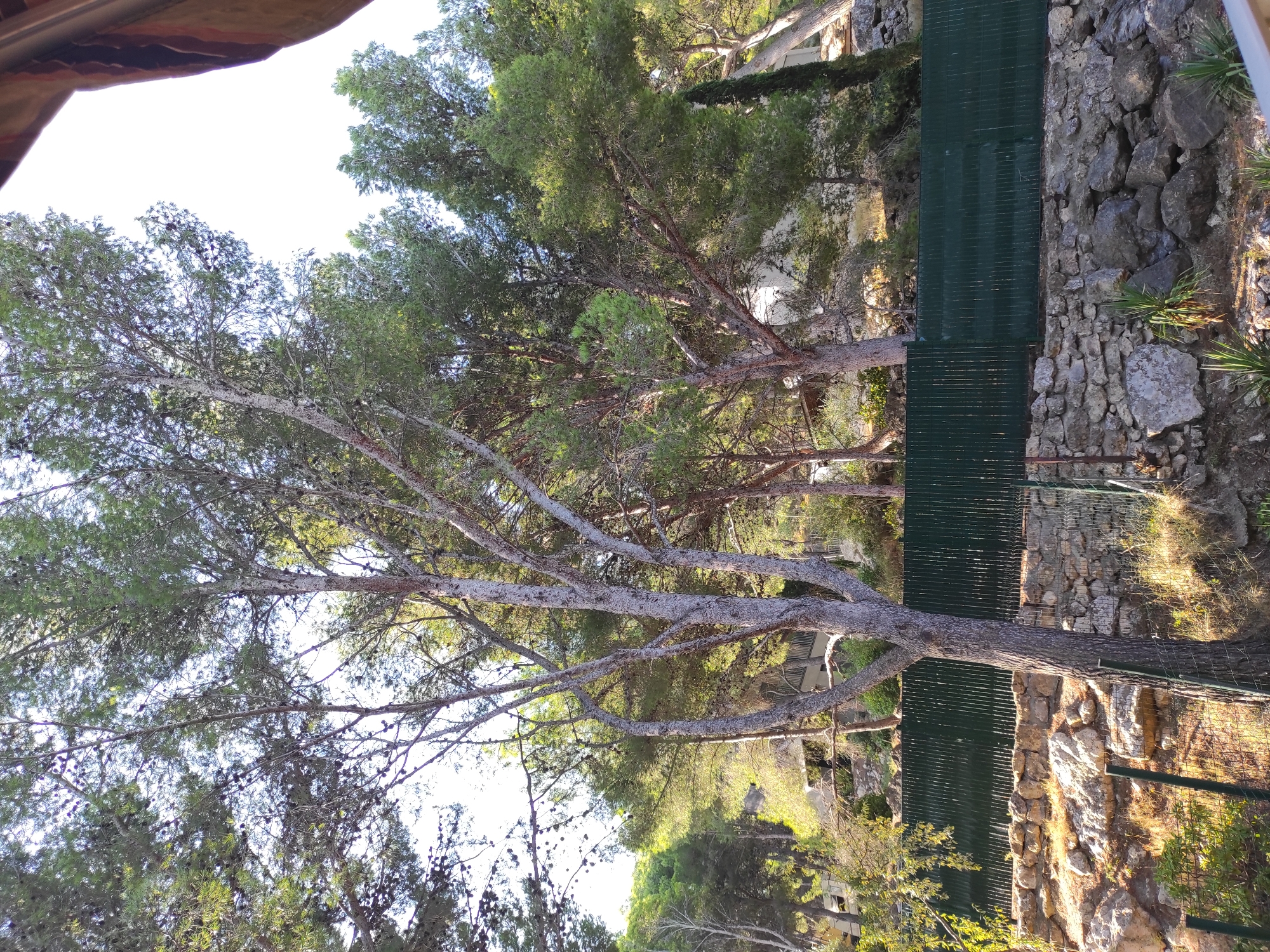 The image shows a hillside with trees and a fence. A large tree trunk with grey bark and sparse branches is in the foreground. Behind it, a dark green fence runs horizontally across the midground. The fence is supported by a stone wall constructed with various sized rocks. Beyond the fence, the hillside slopes upwards, covered with more trees and some buildings. The sky is bright and overcast. The scene appears to be a natural outdoor environment, possibly a park or residential area on a slope.