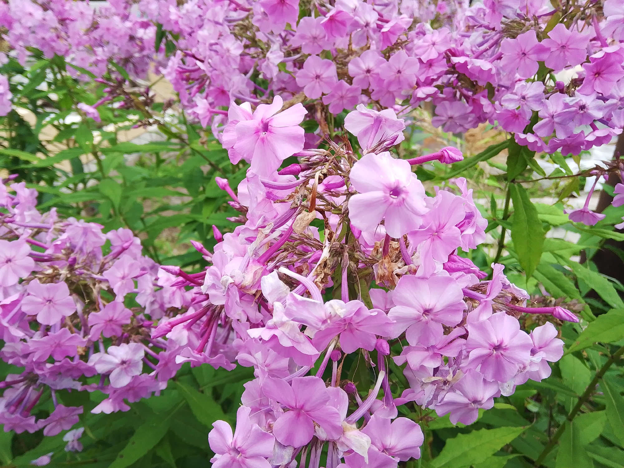 The image displays a close-up view of a cluster of pink phlox flowers in bloom. The flowers are characterized by their five-petaled structure and are arranged in dense panicles. Some of the flowers are fully open, revealing their centers, while others are still in bud. The petals exhibit a soft pink hue, with some variation in shade and intensity. The background is dominated by lush green foliage, providing a vibrant contrast to the delicate pink blossoms. The lighting suggests it is daytime, and the overall atmosphere is serene and naturalistic. The location of the image is identified as Dobrograd, Russia.