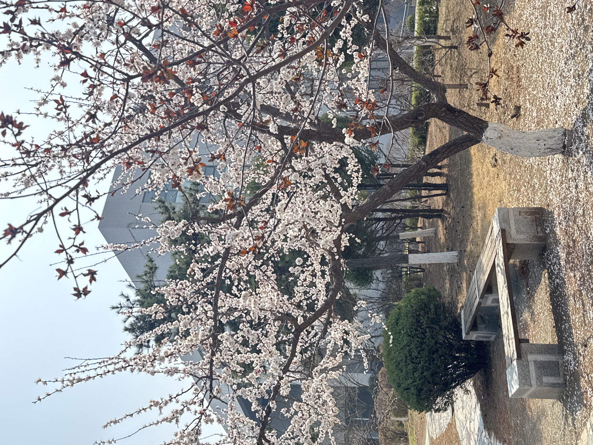 The image depicts a blossoming tree with white flowers in Zhongtun, China. A modern building is visible in the background. A bench sits near the tree. The tree's trunk is painted white at the base. The ground is covered in fallen petals.
