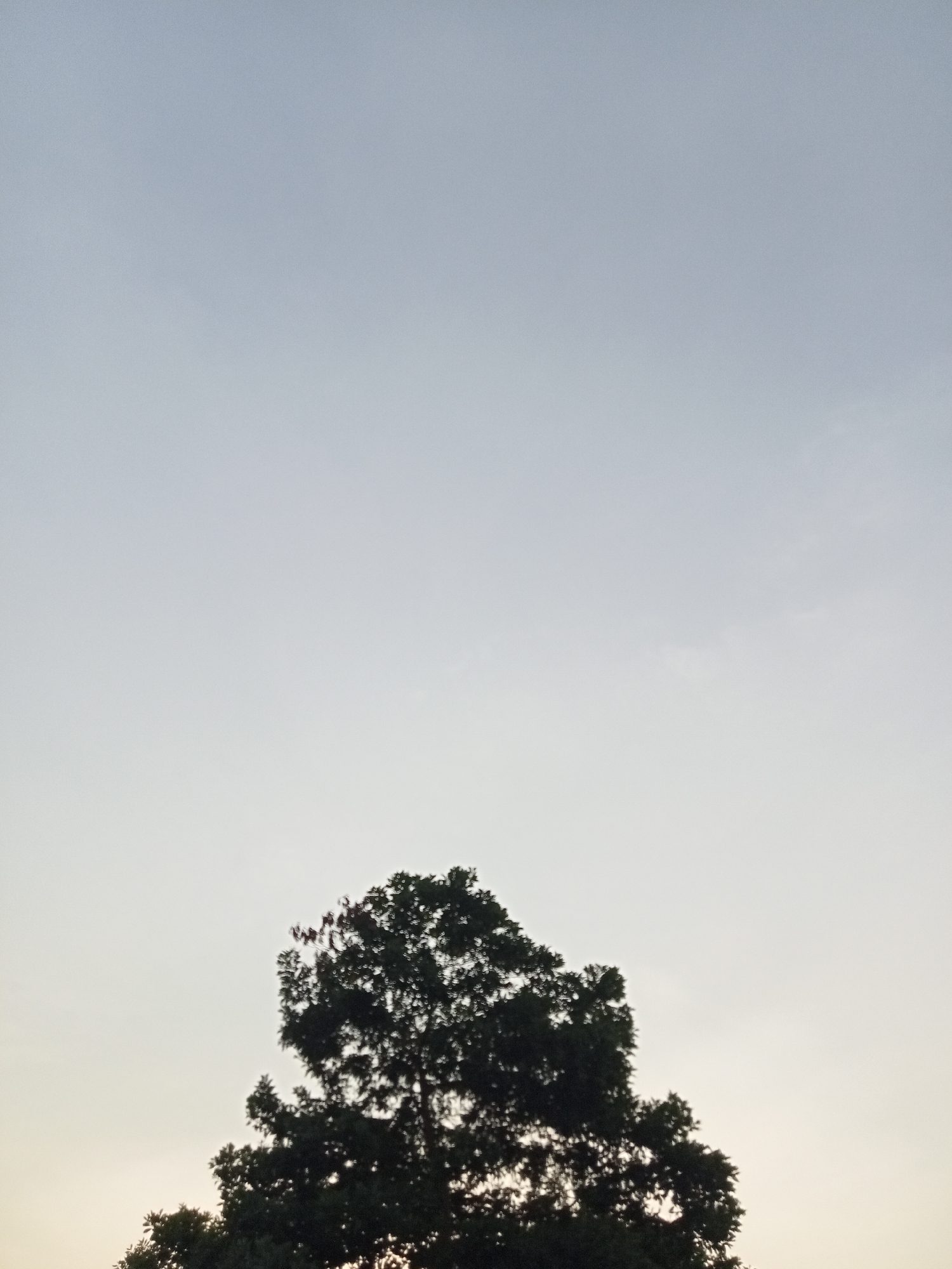 The image shows a silhouette of a tree against a pale sky. The tree is dark green, with a full canopy of leaves. The sky is a light blue, with a few wispy clouds. The bottom of the image shows the tops of other trees, also in silhouette. The overall impression is one of a peaceful, natural scene. The image was taken in Teluk Kenidai, Indonesia.