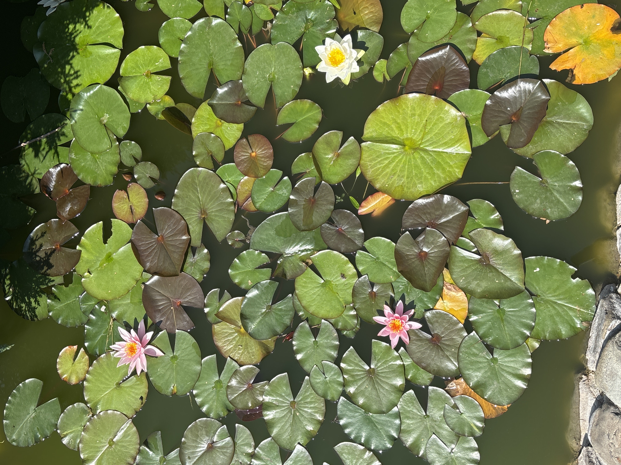 The image displays a close-up, overhead view of a tranquil pond filled with numerous lily pads in various shades of green and reddish-brown. Several water lilies are in bloom; one is a vibrant white with a yellow center, and two others are a delicate pink with darker centers. The water is a deep green, reflecting the surrounding foliage and dappled sunlight. In the lower left corner, a section of rough, grey stones borders the pond. The scene is situated in the city of Tatariv, Ukraine, suggesting a natural or landscaped garden setting. There are no people or visible animals in the image. The overall impression is one of peaceful natural beauty.