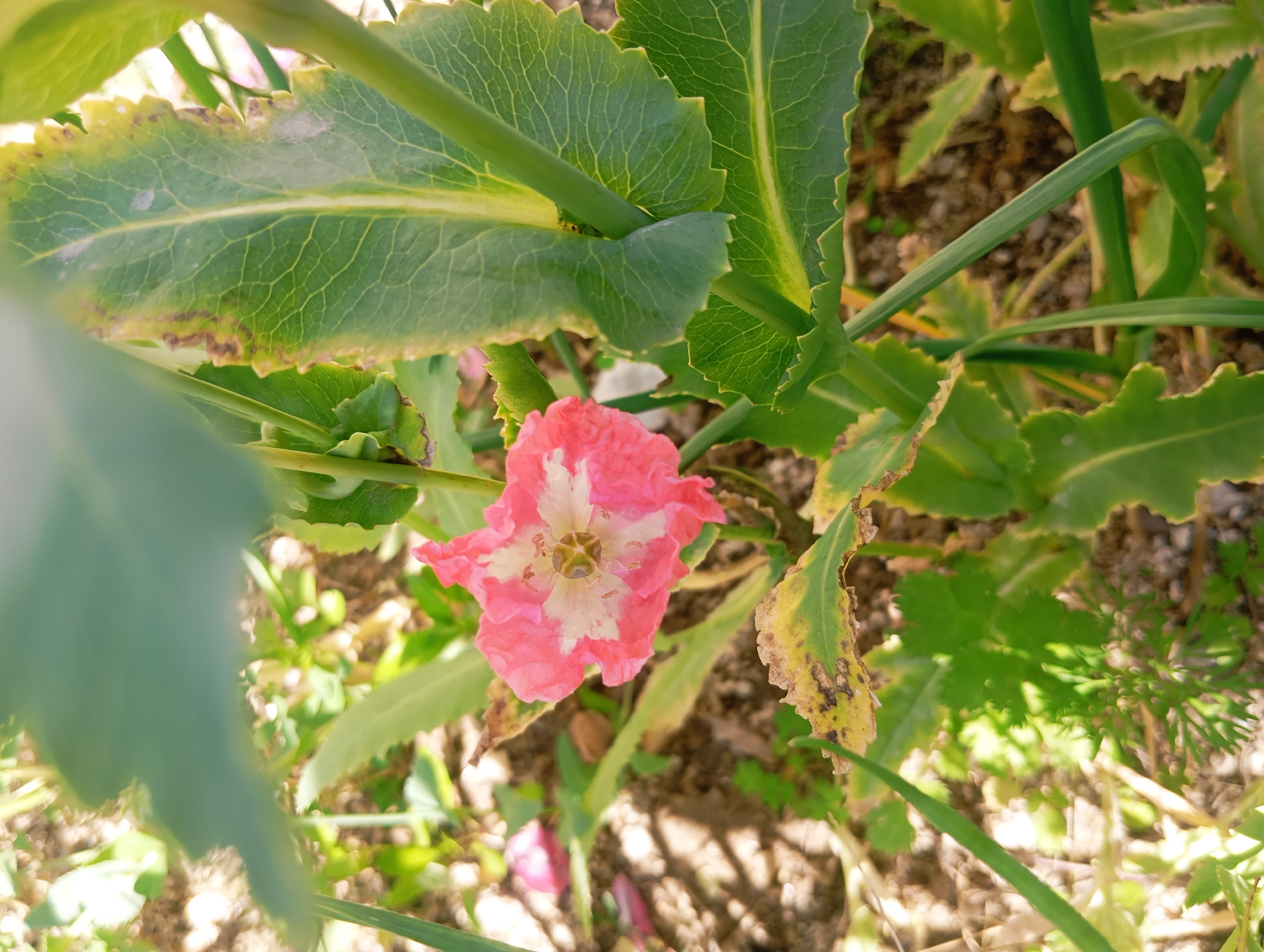 A close-up, overhead view depicts a single, open flower situated within a garden or natural environment in Lassan, Pakistan. The flower, approximately 6 cm in diameter, features ruffled petals that are predominantly pink, with a distinct white section forming its central area. The center of the flower reveals a green and brown, multi-lobed seed capsule or pistil structure. Surrounding the flower are numerous broad, green leaves with serrated edges; several of these leaves exhibit marginal browning and yellowing, indicative of senescence or environmental stress. Green stems are visible, supporting the foliage. The ground beneath consists of dark soil interspersed with small, light-colored stones and blurred green herbaceous growth. No human or animal subjects are present; the scene is static under natural daylight.