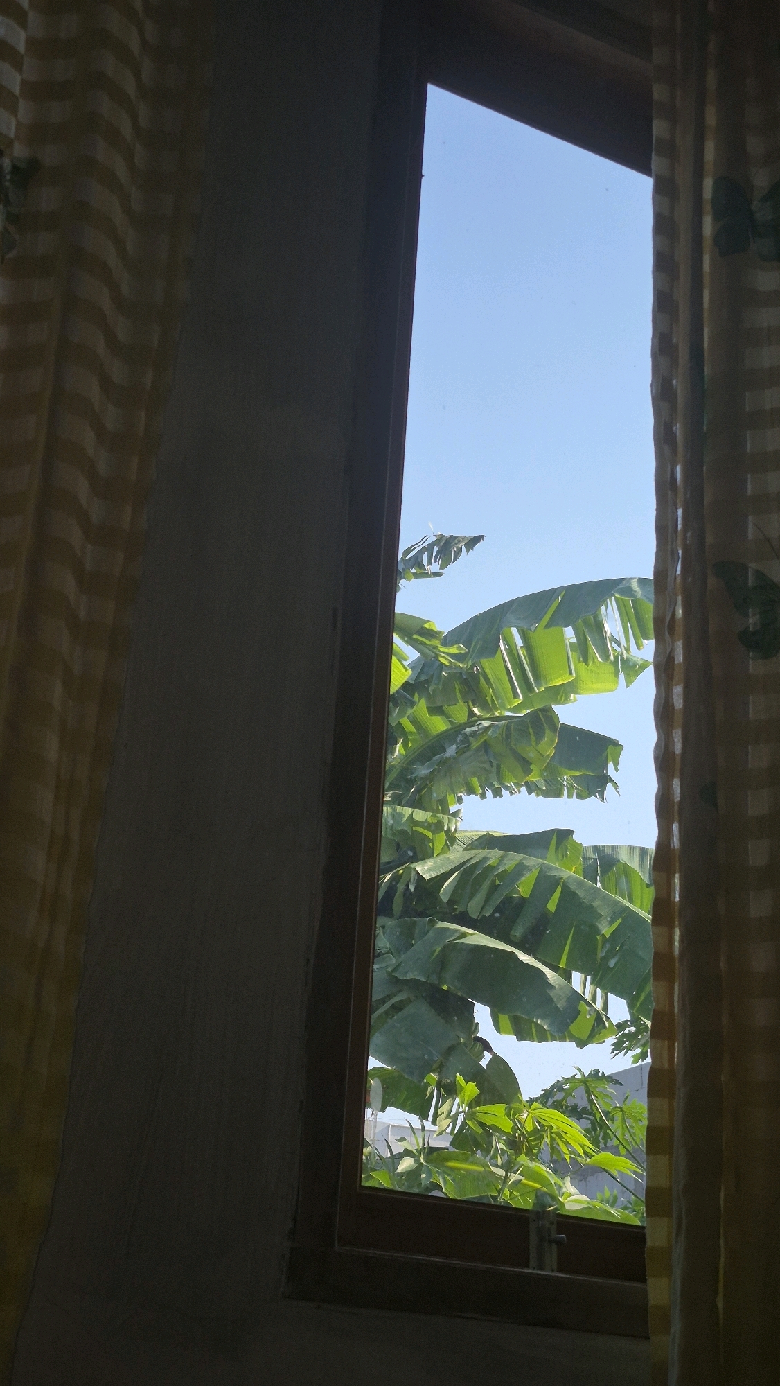 A view through an open window in Gambiranom, Indonesia, reveals a bright blue sky and lush green banana leaves. The window has a wooden frame and is partially obscured by yellow curtains patterned with a subtle design. The curtains hang on either side of the window, with the left curtain appearing to be on the interior wall, while the right curtain is positioned at the edge of the window opening. The wall to the left of the window is a muted gray. The scene suggests a sunny day, with the vibrant foliage contrasting against the clear sky. No people are visible in the image.