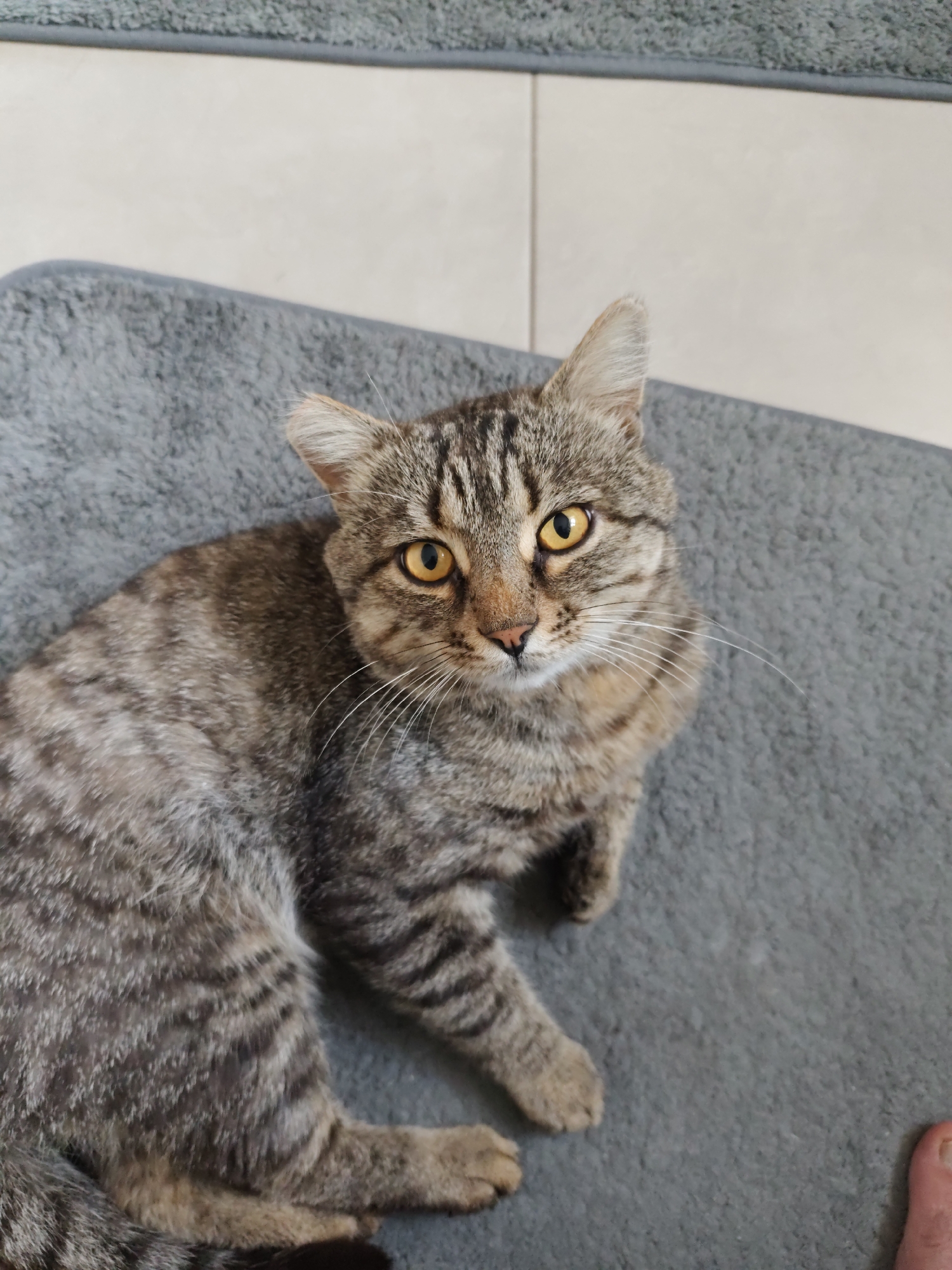 In a high-angle, close-up shot, a tabby cat with bright yellow eyes is resting on a gray mat. The cat is facing the camera, with its body angled to the left. Its fur has a striped pattern in shades of brown and gray. The background shows a tiled floor and another gray mat. A portion of a human foot with a toenail is visible in the lower right corner of the image. The scene appears to be indoors, possibly in a residential setting. The image was taken in the city of Osínovo, Russia.