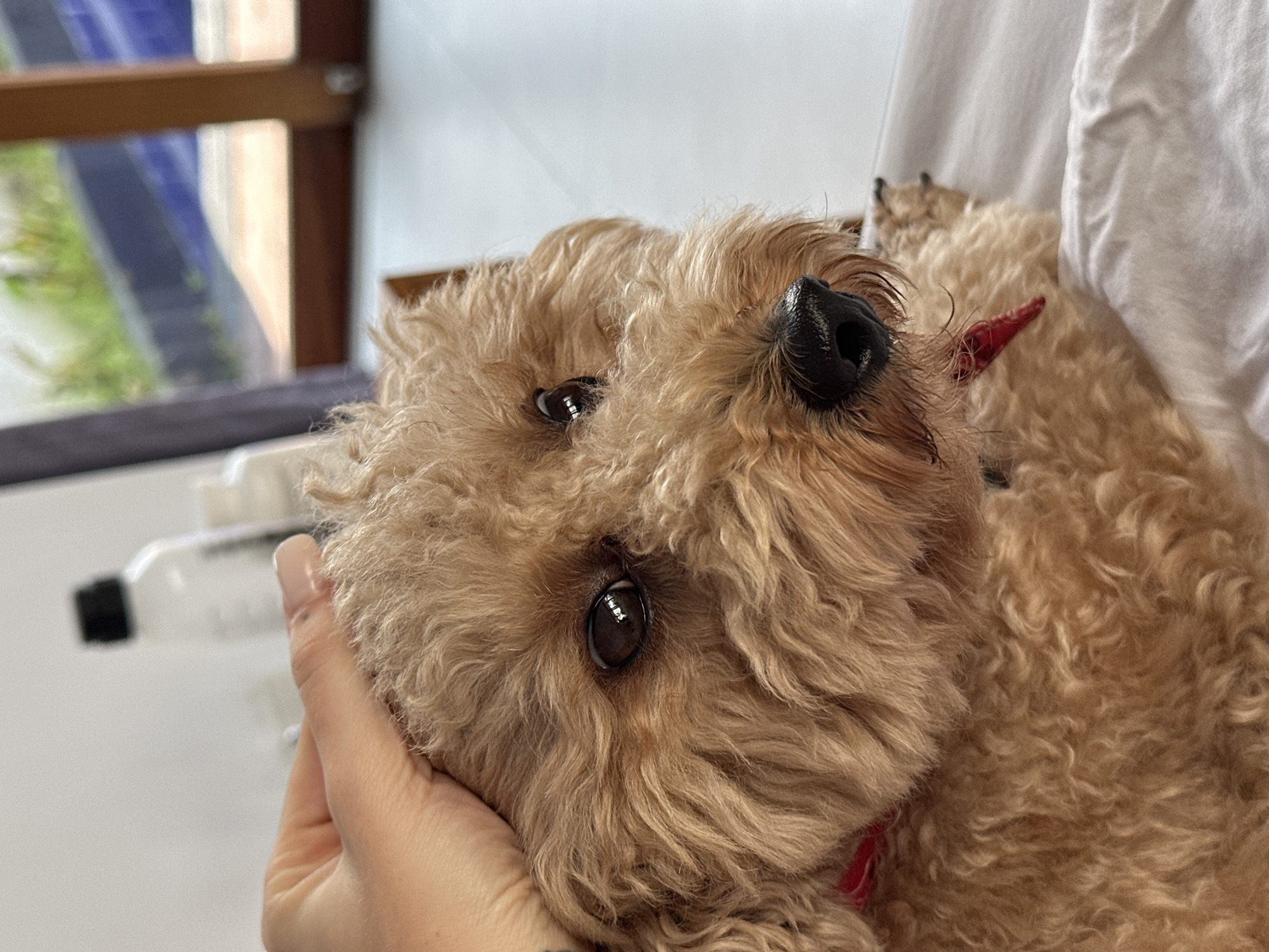 An indoor scene in Dalung, Indonesia, features a medium-sized dog with light brown, curly fur, wearing a red collar, resting on white bedding. A human hand, light-skinned with manicured fingernails and a subtle mark on the wrist, is positioned on the dog's head, indicating an interaction of petting. The dog's face is partially visible, showing dark eyes and a black, wet nose. The blurred background reveals a light-colored wall, multiple bottles (one prominent white bottle with a black cap), and a window with a wooden frame. Beyond the window, out-of-focus green foliage and a blue structural element are discernible, consistent with an outdoor environment during daylight hours.