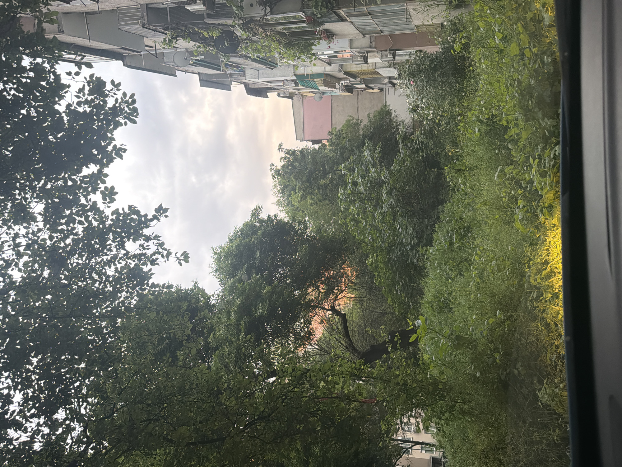 A view from a window or balcony, possibly in Plovdiv, Bulgaria, showing a dense collection of trees and foliage in the foreground, partially obscuring the view of residential buildings in the background. The buildings appear to be older apartment blocks, with some satellite dishes visible. The sky is overcast. The scene suggests a residential area with a lot of greenery.