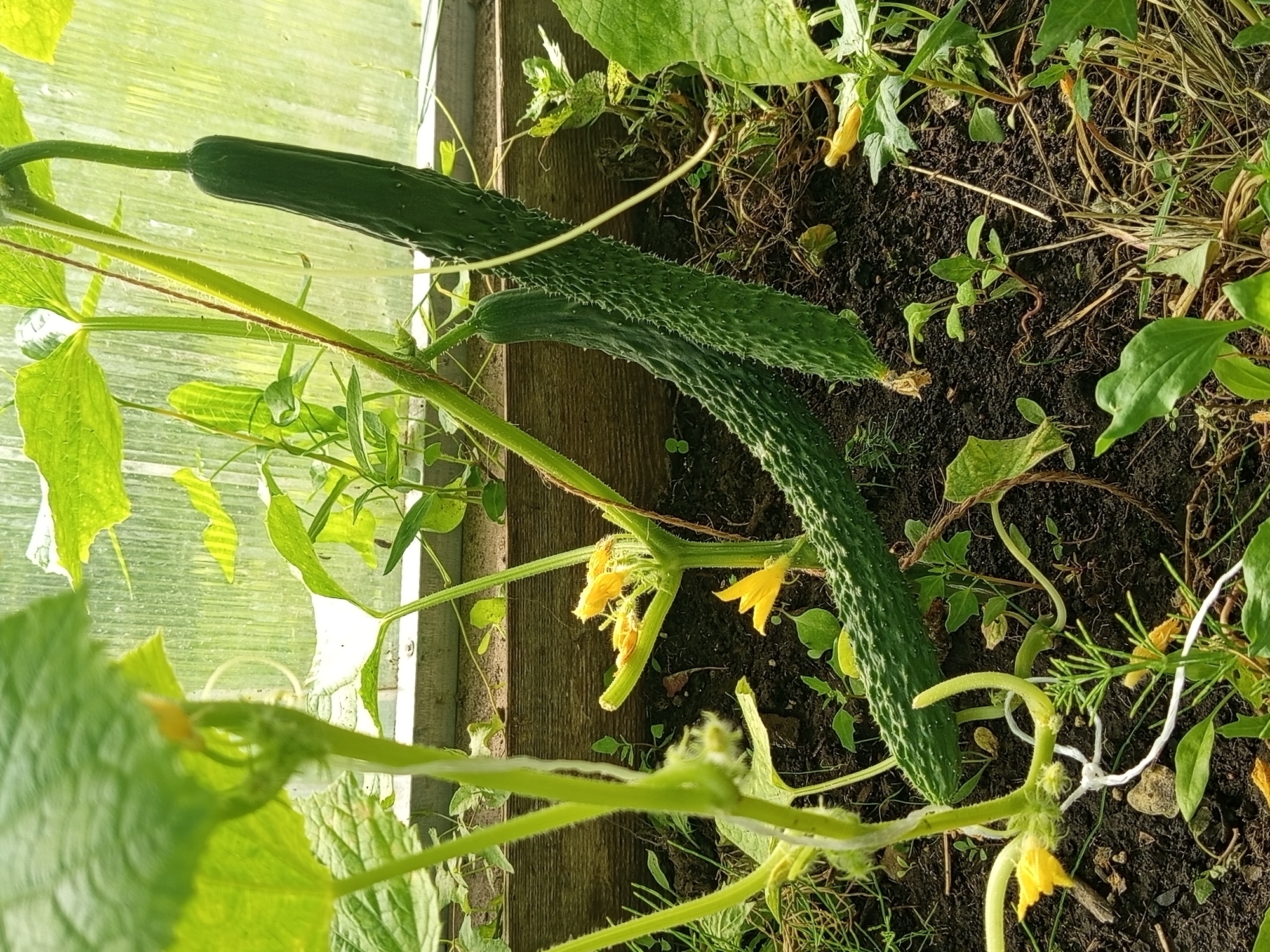 This media file shows a close-up, rotated view of a cucumber plant growing in a greenhouse. The main subjects are two mature cucumbers, one longer and thinner, the other shorter and wider, both covered in small spines. The cucumbers are attached to a thick, green vine that is coiled and climbing. Several bright yellow cucumber flowers are visible, some fully open and others in bud. Green leaves, some with serrated edges, and thin tendrils are also prominent. The setting is the dark soil of a garden bed within a greenhouse, indicated by the presence of the transparent covering and wooden structures in the background. The lighting suggests it is daytime, with natural light filtering through the greenhouse. There is no visible text. The scene conveys a sense of growth and natural abundance.