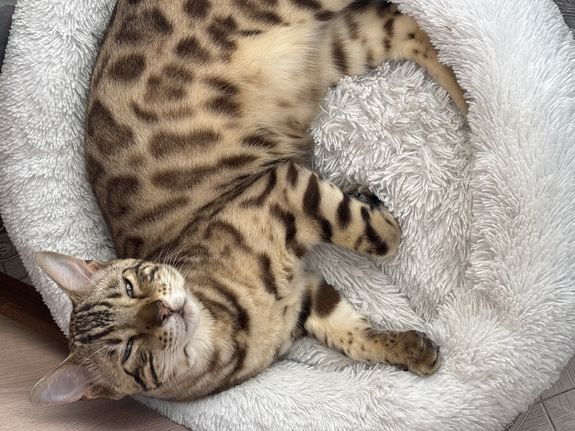 A bengal cat is lying on its back in a white, fluffy, round pet bed. The cat's coat is patterned with brown and dark brown spots and stripes. It has blue eyes and appears relaxed. The bed is resting on a wooden floor, likely indoors. The image does not contain any information to suggest the city of Noviy, Russia.