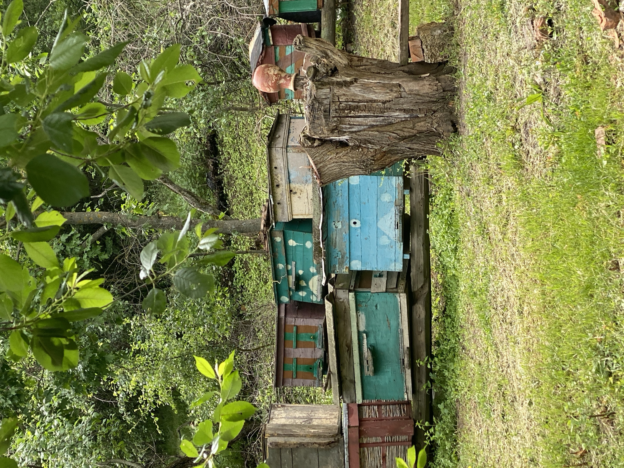 The image depicts a stack of colorful, old beehives in a lush, overgrown outdoor setting. The hives are constructed from weathered wood and painted in various shades of green, blue, brown, and white. The stack appears to be adjacent to a large, decaying tree stump. In the background, there is a dense thicket of trees and vegetation, suggesting a rural or semi-rural location. The foreground includes green grass and foliage. An orange object, possibly a clay pot, sits atop the tree stump. The image appears to be taken during daylight. While the exact location within Yaresky, Ukraine, cannot be determined from the visual content, the presence of beehives suggests a location near a garden, farm, or natural area within or near the town.