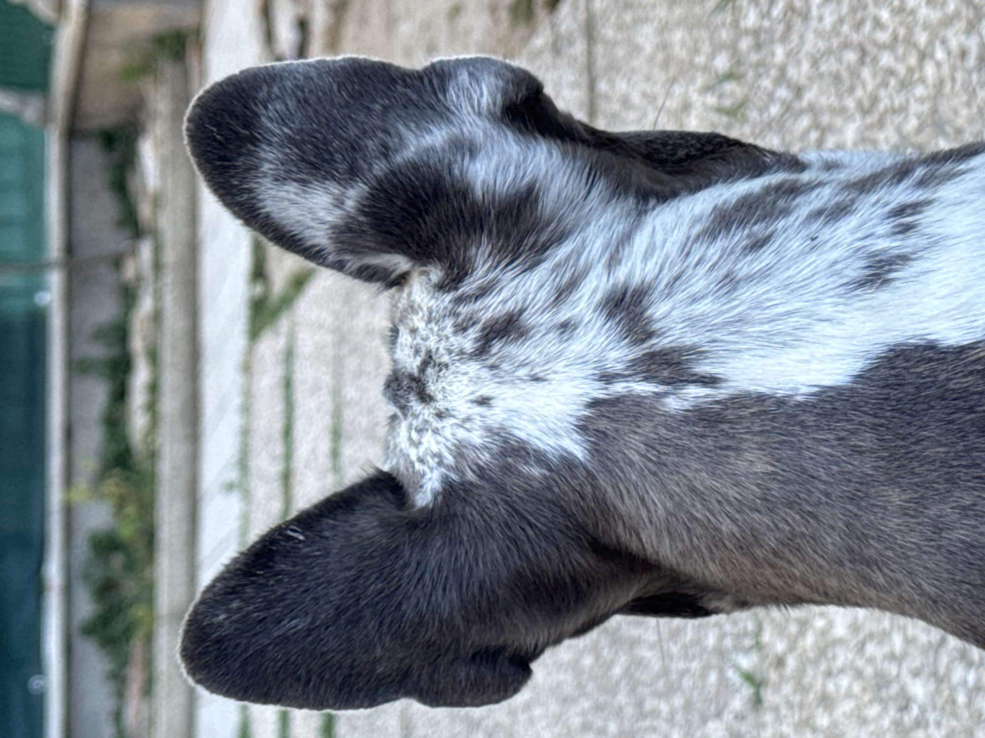 This image shows the back of a dog's head and ears, with a black and white coat pattern. The dog is facing away from the camera, looking at an outdoor paved area with some greenery in the background. The paved area appears to be a courtyard or patio. The background is slightly blurred, suggesting a shallow depth of field. There are no people or specific landmarks identifiable that would place this image in San Benedetto del Tronto, Italy. The scene is a close-up of the animal's head, focusing on the texture and pattern of its fur and the shape of its ears.