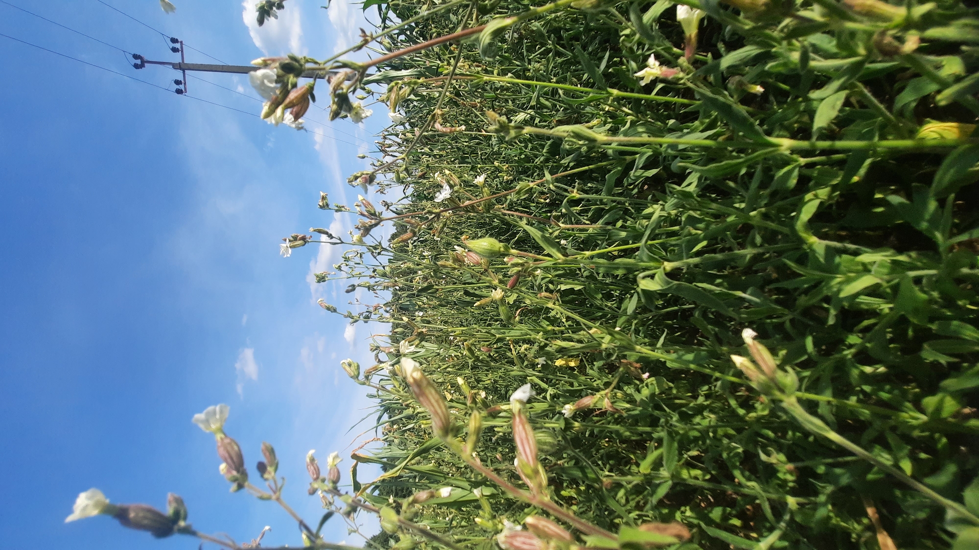 The image depicts a low-angle view of a field of green plants, possibly crops, with thin stems and sparse white flowers. The plants are dense and occupy most of the foreground and midground. In the background, a clear blue sky with scattered white clouds is visible. To the right, a utility pole with power lines stands against the sky, suggesting an outdoor, possibly rural or semi-rural, setting. The light suggests it is daytime, with the sun illuminating the scene. There are no people or animals visible in the image. The image does not provide any specific visual cues that can identify the exact location within the city of Шклоў, Belarus, but it shows an outdoor agricultural or natural landscape.