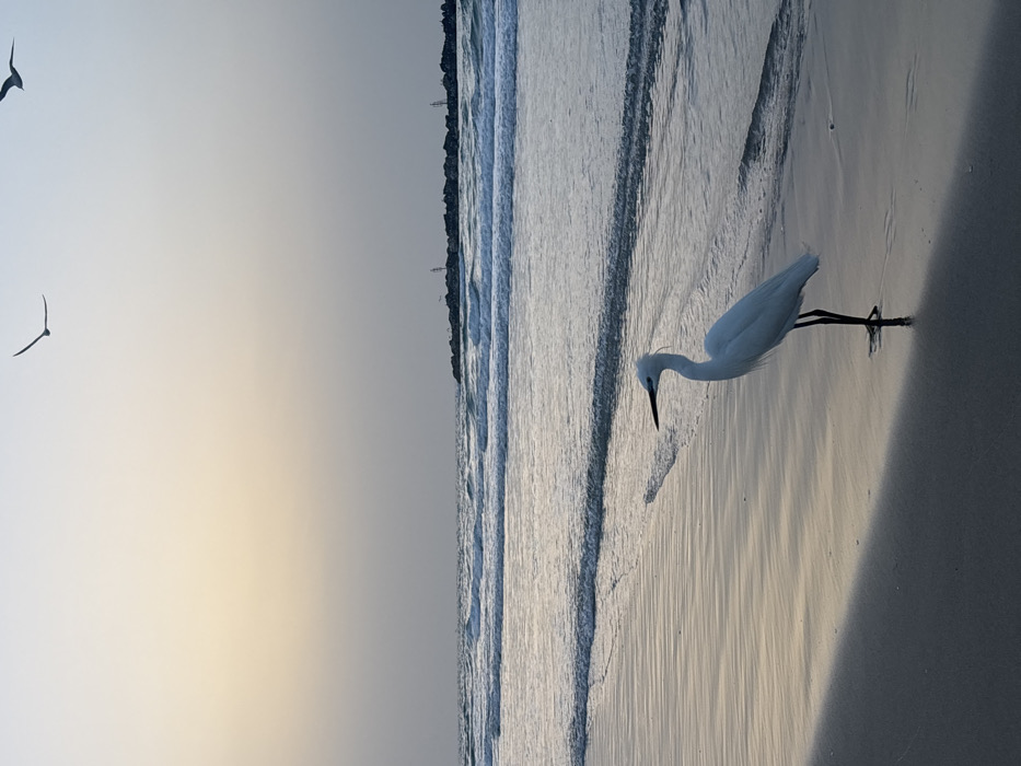 A peaceful coastal scene unfolds, featuring a large, white bird, likely an egret or heron, standing gracefully in the shallow waters at the edge of the sea. The bird's head is bent downwards, suggesting it is actively foraging or observing its surroundings. Its slender black legs are partially submerged in the water, which shows gentle ripples and reflections.
In the upper portion of the sky, two smaller birds, possibly terns or gulls, are captured in flight, silhouetted against the bright horizon. The sky displays a soft gradient, transitioning from a warm, golden-yellow hue near the horizon, indicative of either sunrise or sunset, to a cooler, lighter grey-blue higher up. The water extends towards the horizon, where a distant, faint coastline with some indistinct structures is visible. The sandy beach stretches out on the left, marked by the patterns of receding waves.
The lighting creates a serene and tranquil atmosphere, emphasizing the calm waters and clear sky. This idyllic beach setting is located in Tel-Aviv, Israel. There is no visible text in the image.