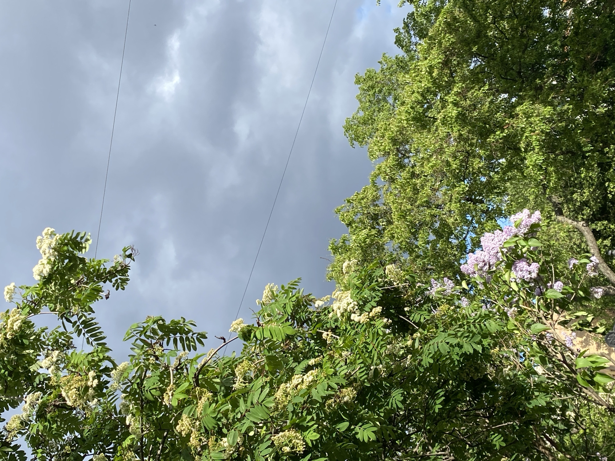 The image shows a view looking up at trees and a cloudy sky. Two power lines stretch diagonally across the sky from left to right. In the foreground and right side of the image are various trees and bushes with green leaves and clusters of white and purple flowers. Based on the flora and architecture often associated with the city, it is likely taken in Saint Petersburg, Russia. There are no people present in the image.