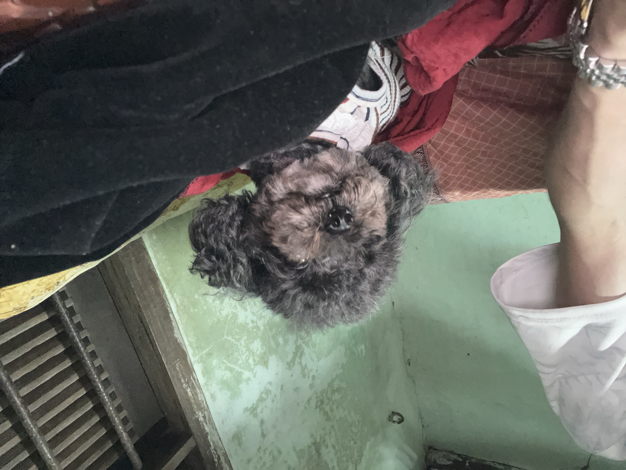 A black poodle-like dog is the central subject, surrounded by dark clothing and fabric with red and white patterns. A person's arm with a metal bracelet is visible on the right side of the frame, wearing a white shirt. The background shows a green wall with visible wear and possible water damage. There is also a barred window or grate visible. Based on the prompt specifying the city, this scene is presumably located in Bình An, Vietnam.