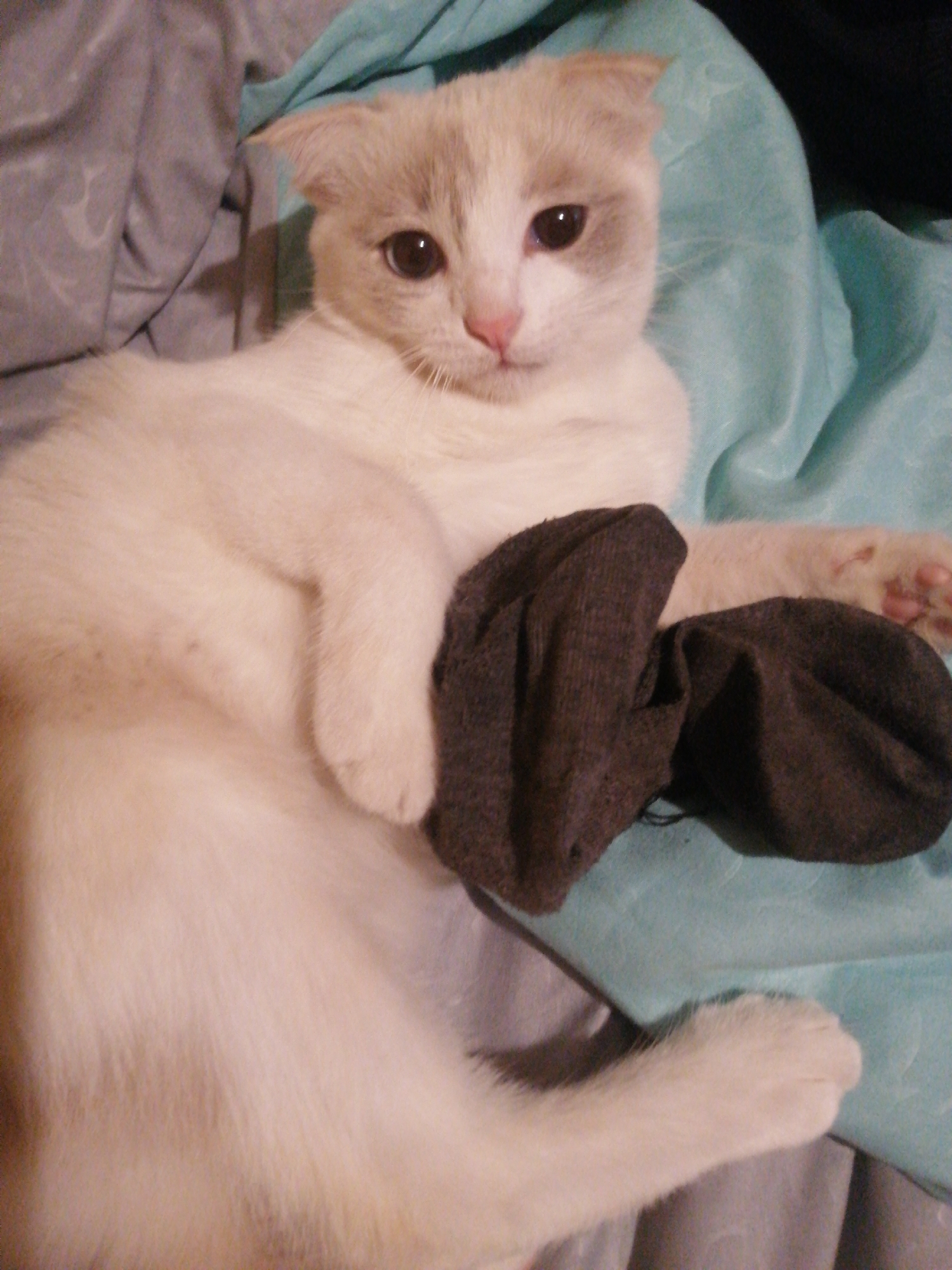 A close-up, top-down shot shows a white cat with light tan markings on its head and ears lying on a light blue blanket. The cat is positioned on its side with its body facing upwards, and its right front paw is resting on a pair of dark gray socks. The cat's eyes are partially open, and its nose is pink. The background is a mixture of soft gray and blue fabrics, with the blue blanket appearing to be a prominent element. The lighting is dim and diffused, casting soft shadows. There are no people visible in the image, and no specific location in Kanash, Russia, can be identified.