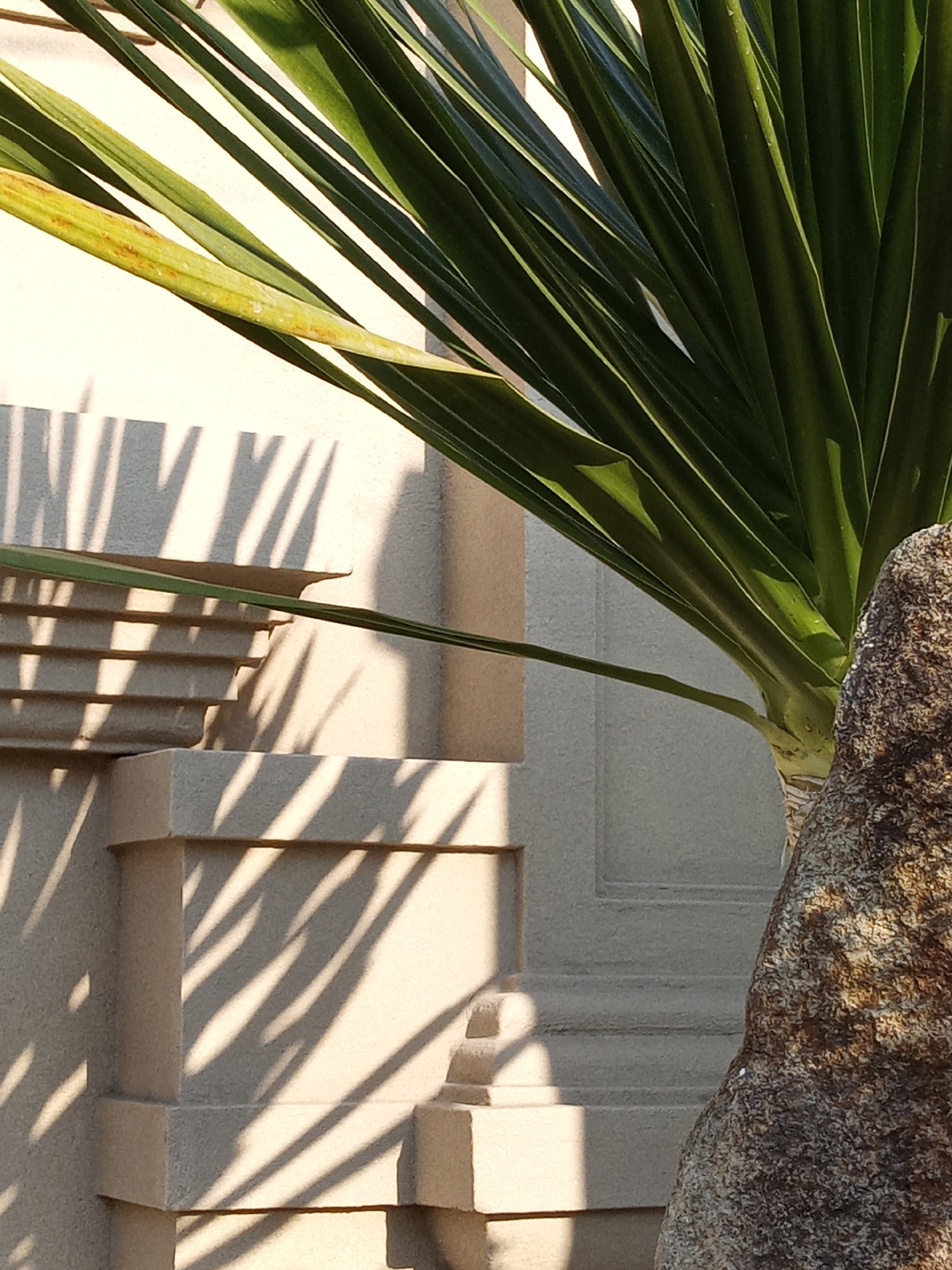 A close-up shot reveals a Yucca plant situated beside a light-colored building in Bắc Nha Trang, Vietnam. Sunlight casts sharp shadows of the plant's leaves onto the building's textured facade. The building is partially visible, showing architectural details like protruding rectangular blocks and recessed panels. The Yucca plant's trunk has a rough, brownish surface, contrasting with its long, pointed green leaves. The light source is positioned to the left of the frame.