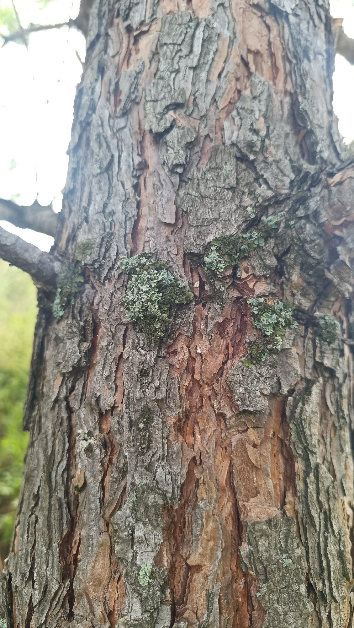 A close-up, vertical, eye-level shot captures the textured bark of a pine tree. The bark exhibits a rough, fissured surface with areas of exposed reddish-brown inner wood, suggesting age or damage. Patches of pale green lichen cling to the bark in several locations, most notably on the left and right sides of the image. A branch protrudes from the left side of the trunk, extending horizontally into the out-of-focus background. The background consists of blurred green foliage and a bright, out-of-focus sky or light source, indicating an outdoor setting. There are no people or animals visible in the image. The image does not provide any information to suggest a location in the city of Karsha, Russia.