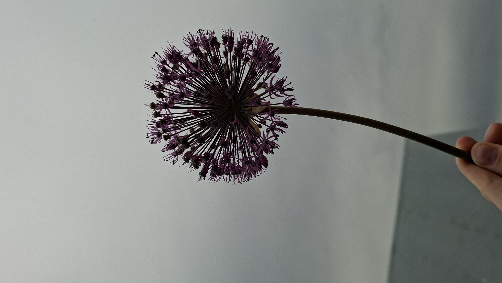 A hand holds a purple allium flower against a gray background. The flower head is round with many small florets radiating outwards. The stem is brown and curves to the right, held by a hand with pale skin and short fingernails. The background is a muted gray, with subtle variations in tone, suggesting a wall or other flat surface. The location, Большой Букор, Russia, is not discernable from the image.