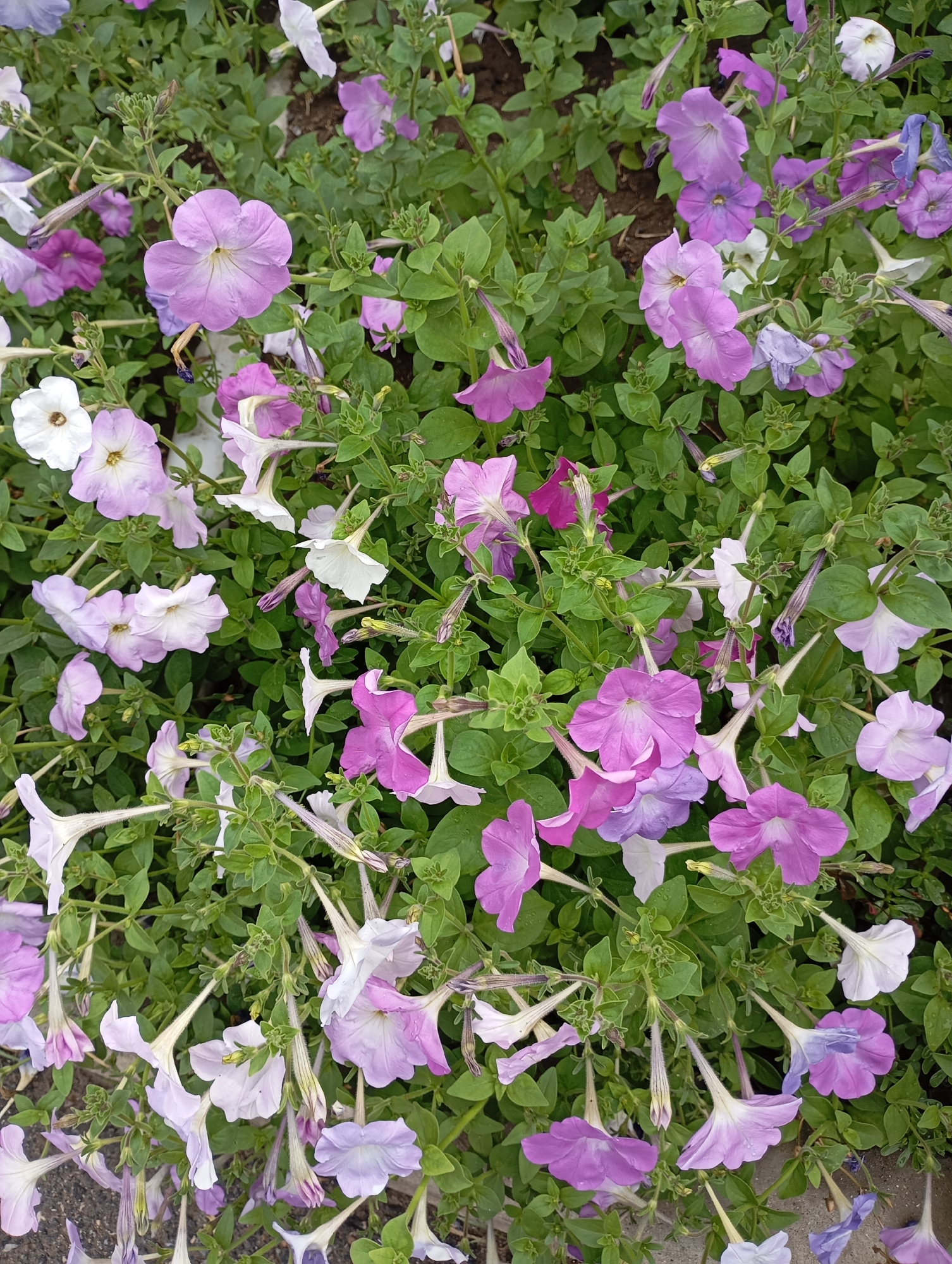 This is a close-up, eye-level, vertical, full shot of a dense ground cover of petunias in various shades of pink, purple, and white. The flowers are in bloom, with some petals showing water droplets. The foliage is a vibrant green, and the background consists of dark soil and a hint of gray pavement. The image does not depict any people or specific landmarks, and therefore cannot be definitively located in Tiraspol, Moldova, or any other specific urban environment. The overall impression is one of a well-maintained flower bed.
