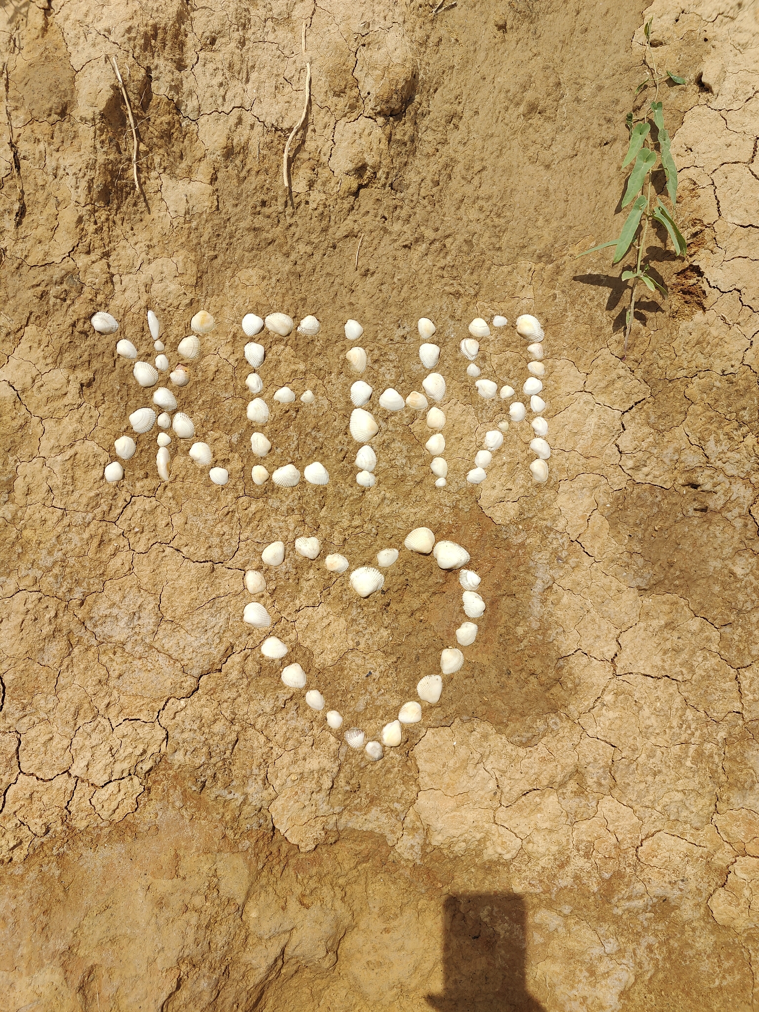 The image depicts a dry, cracked earth surface in Sanzhiika, Ukraine. The word "ЖЕНЯ" (Zhenya) is spelled out in white seashells across the center of the frame. Below the name, a heart shape is also formed by white seashells. A single green plant with several leaves grows from the upper right portion of the frame, casting a shadow onto the ground. The overall scene is one of natural elements arranged in a deliberate, artistic manner on a barren landscape.