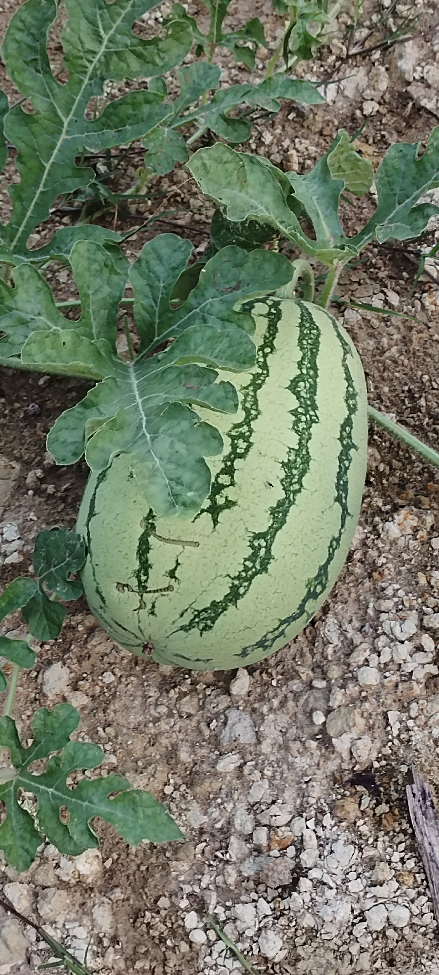 The image shows a watermelon growing on the ground, surrounded by leaves of the watermelon plant. The ground is dry and rocky. There are no people visible in the frame. The specific location in Lhokseumawe, Indonesia cannot be determined from the image.