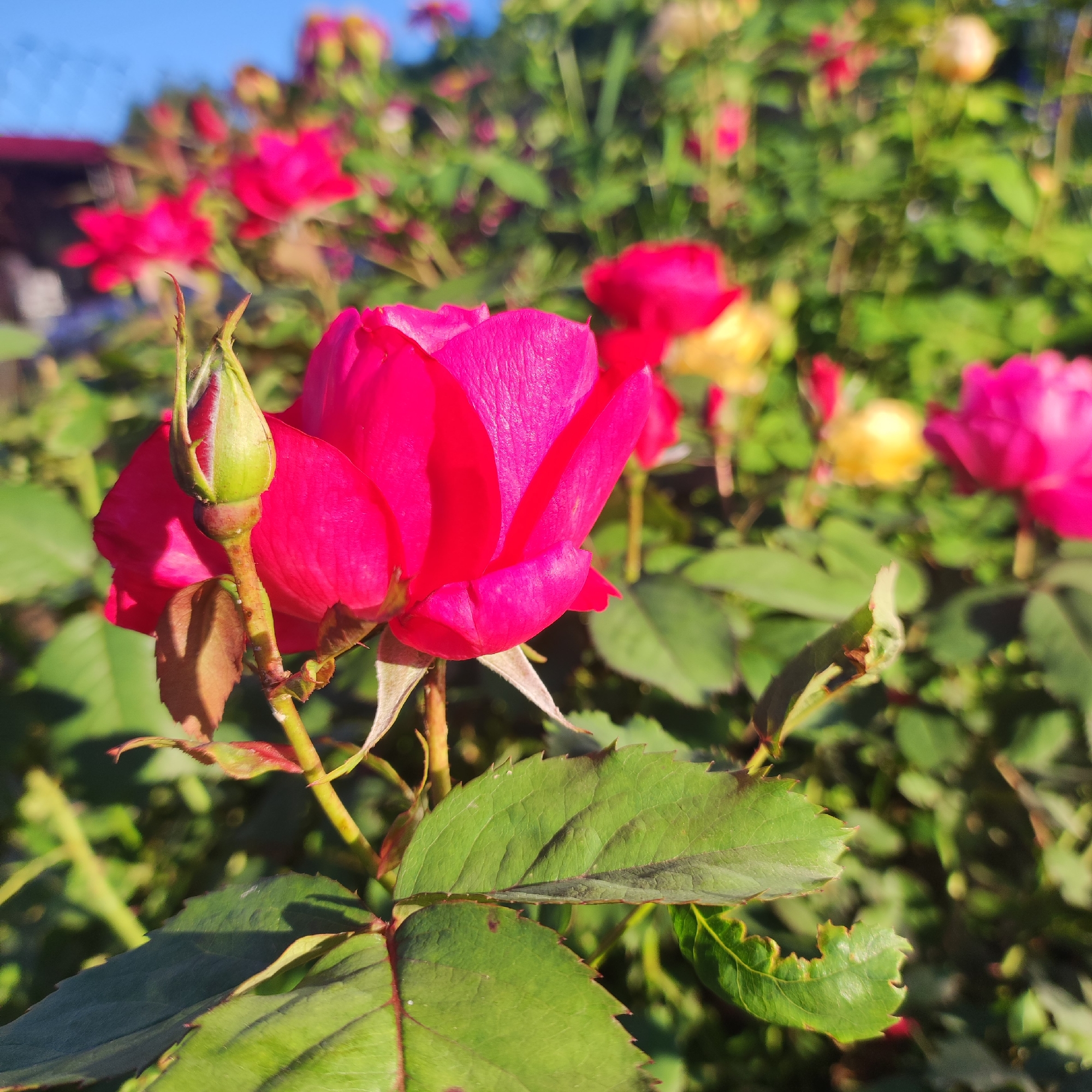 This media file is a close-up photograph of a pink rose in bloom, with a rosebud to its left. The rose is the main subject and is in sharp focus, showcasing its vibrant pink petals and delicate texture. To the left of the bloom, a green rosebud with a pointed tip is partially visible, suggesting potential for future blooms. The rose is part of a larger rose bush, with several other out-of-focus pink and yellow roses visible in the background. Lush green leaves of the rose bush fill the middle ground and surround the central flowers.
The setting appears to be an outdoor garden on a sunny day, indicated by the bright lighting and the clear blue sky visible in the upper left corner. The shadows cast by the leaves and stem suggest the sun is positioned to the right and slightly behind the viewer. There are no people visible in the image. The overall mood is serene and natural, highlighting the beauty of the flowers. No text is visible in the media file.
