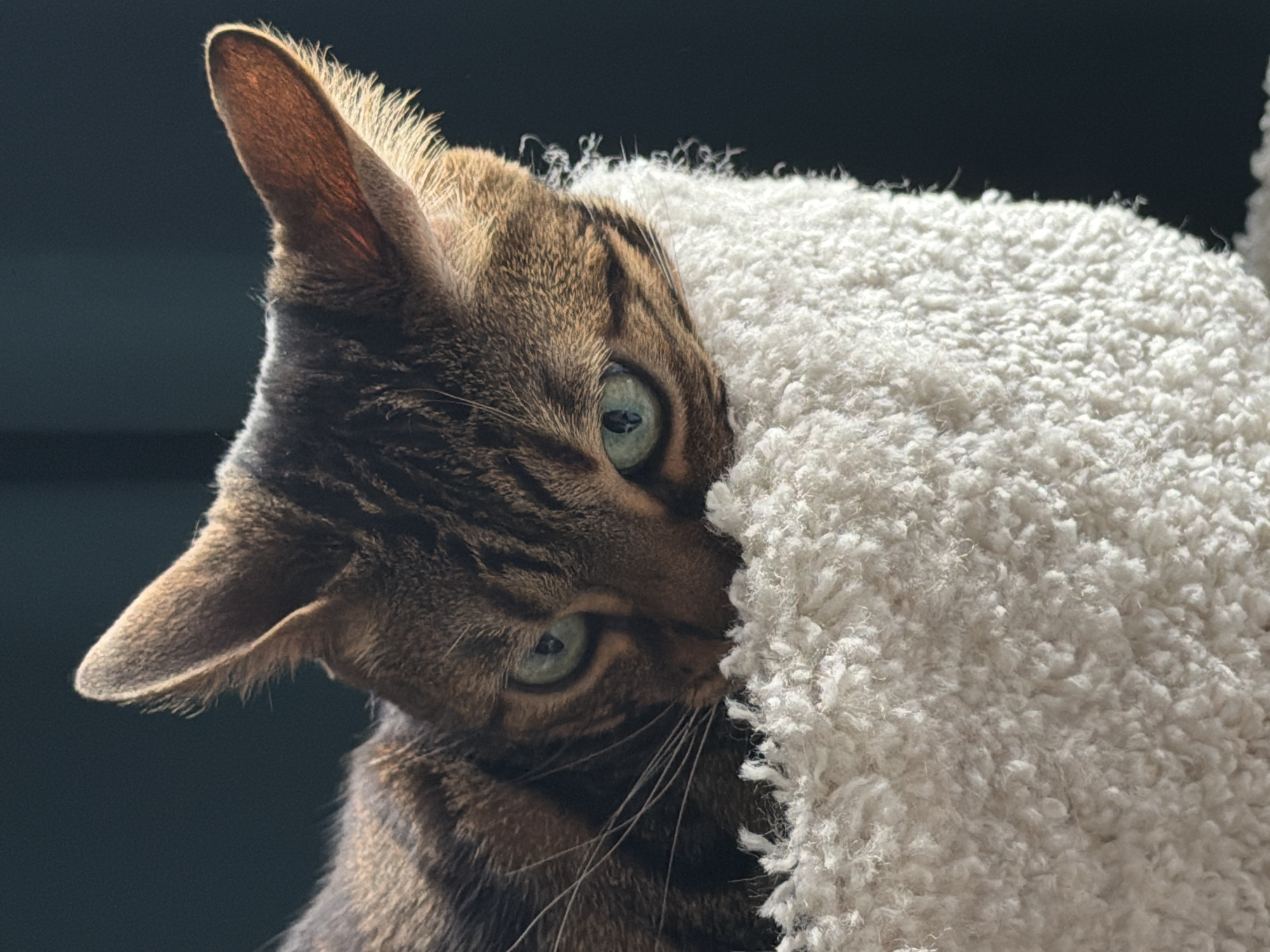 A close-up shot captures a brown tabby cat partially obscured by a white, shag carpet surface. The cat's face is oriented at a slight angle, revealing both of its green eyes. The cat's ear is visible and sharply defined against a dark, out-of-focus background. The cat's whiskers are visible where its face meets the carpet. The environment is indistinct beyond the immediate foreground. The scene appears to be indoors. There are no indications of the location being Moscow, Russia.