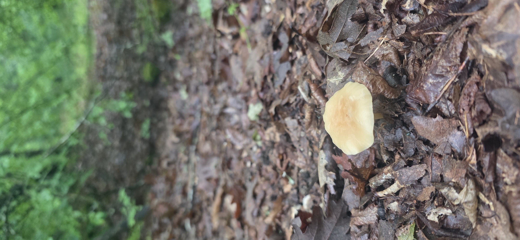 The image depicts a small, light-yellow mushroom situated among fallen, damp leaves on a forest floor. The leaves are predominantly brown and decaying. A blurred area of green vegetation is visible on the left side, suggesting a dense forest environment. There is no information regarding the image's location in Chernitsa, Bulgaria.