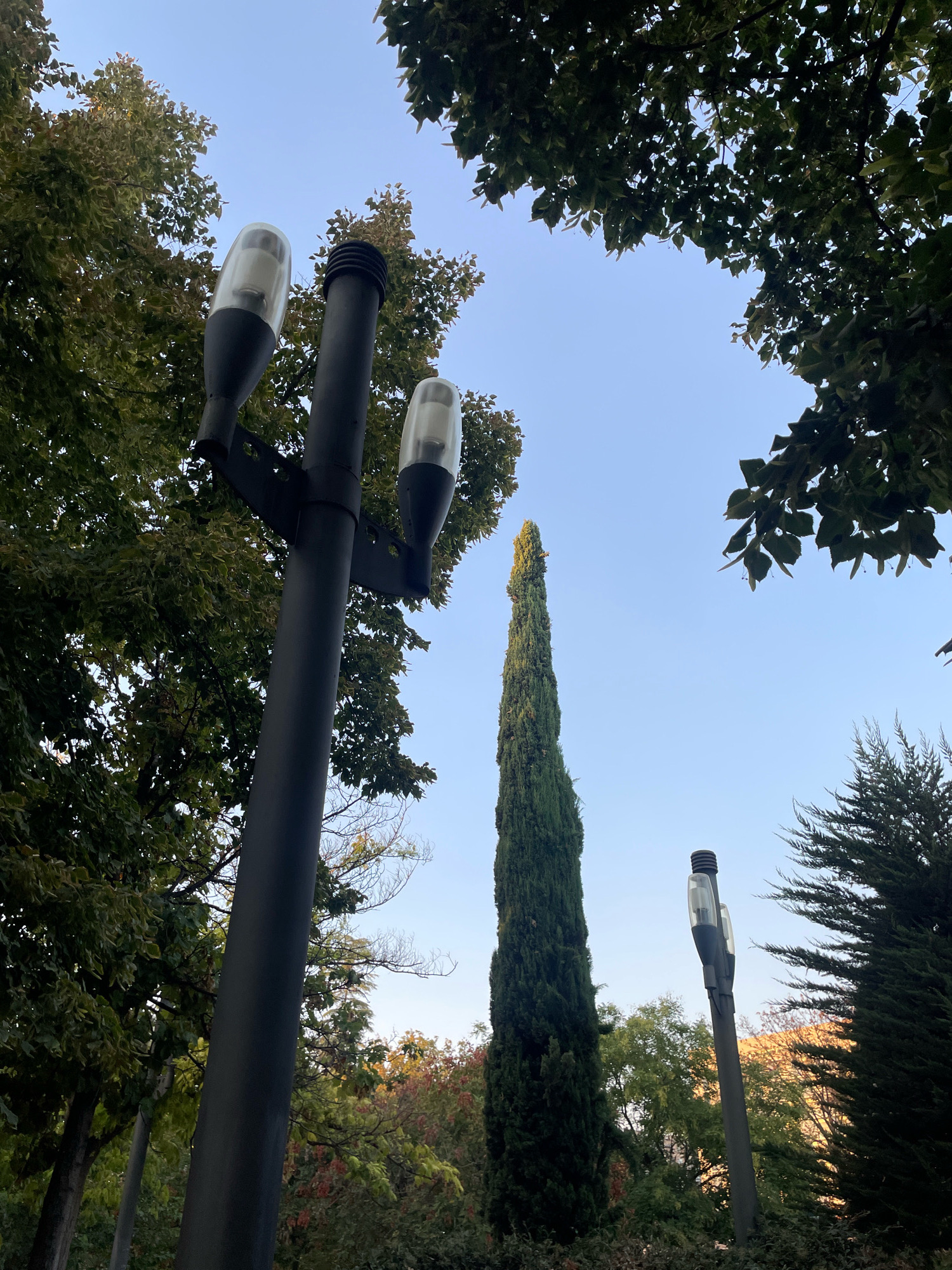A low-angle outdoor shot shows a black lamppost with three lamps, two of which are visible, against a clear sky. The lamps are topped with ribbed, dark caps and have translucent covers enclosing the bulbs. The lamppost is positioned on the left side of the frame, partially obscured by the dense green foliage of trees. In the background, a tall, slender cypress tree stands prominently in the center, its dark green needles contrasting with the lighter green of surrounding trees. To the right of the cypress, another lamppost with two lamps is visible, its dark pole and translucent lamps similar to the one on the left. A conifer tree with feathery branches occupies the far right of the frame. In the distance, through the trees, a building with orange-toned windows is partially visible. The image appears to have been taken in a park or garden setting, possibly in Granada, Spain, suggested by the combination of trees and architectural elements. The lighting suggests it is daytime, with the sun casting soft illumination on the scene.