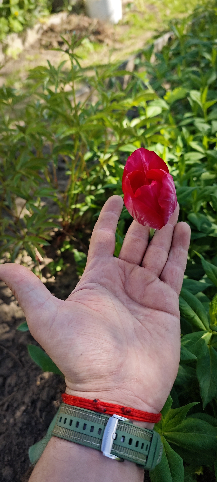 A close-up shot shows a person's hand holding a red tulip bud in an outdoor setting. The hand, appearing to be male, is positioned in the foreground, with the closed tulip resting against the fingertips. The person wears a green watchband with a silver buckle and a red cord bracelet. The background consists of green foliage and soil. While it is not possible to verify the location in Chaikovsky, Russia, based solely on visual details, the flora and overall composition suggest a garden or natural environment.