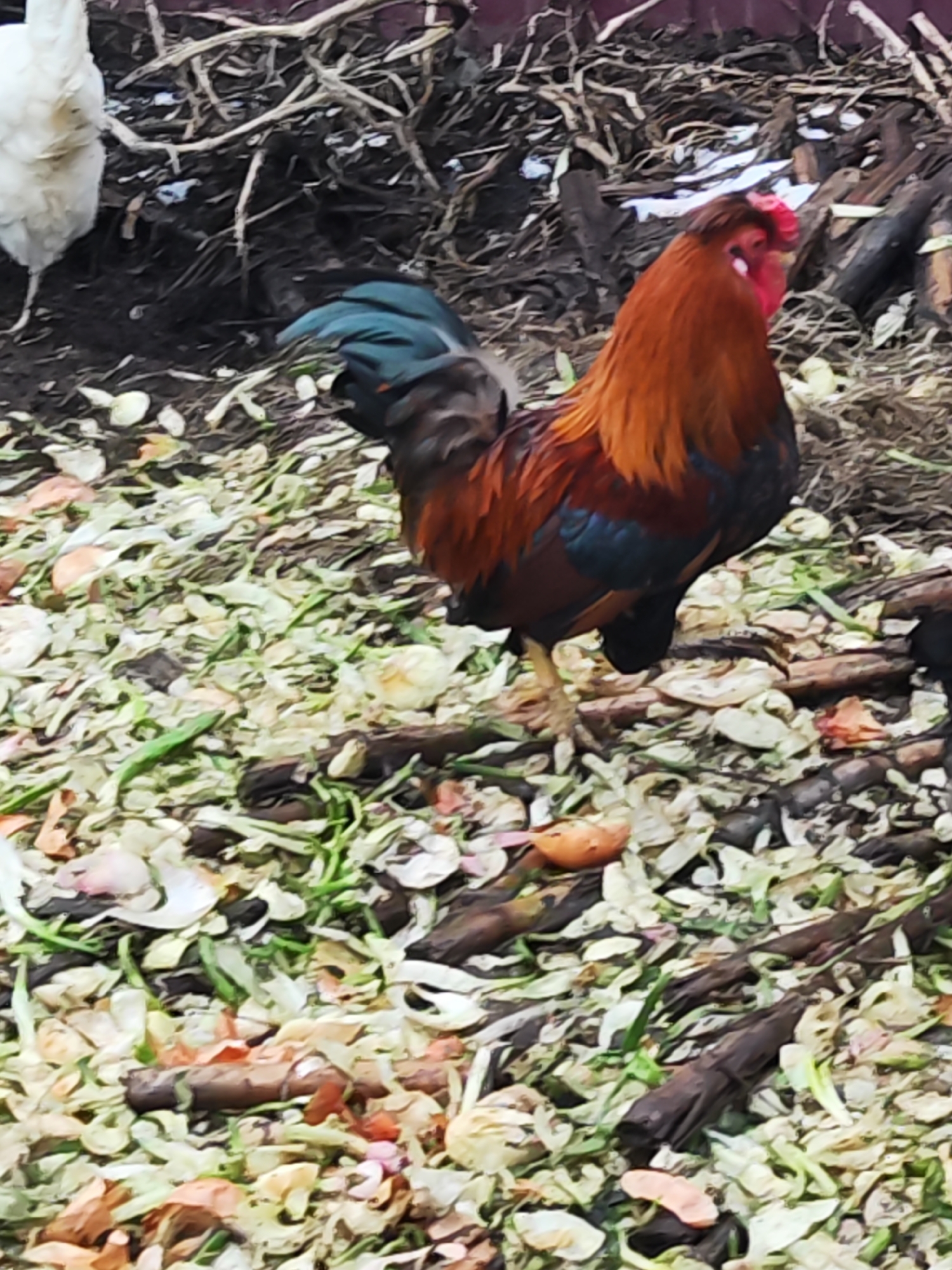 A rooster stands on a ground covered with discarded organic material. To the left is the tail end of a white hen. Behind the birds are twigs and logs. The location is Unknown, Unknown.
