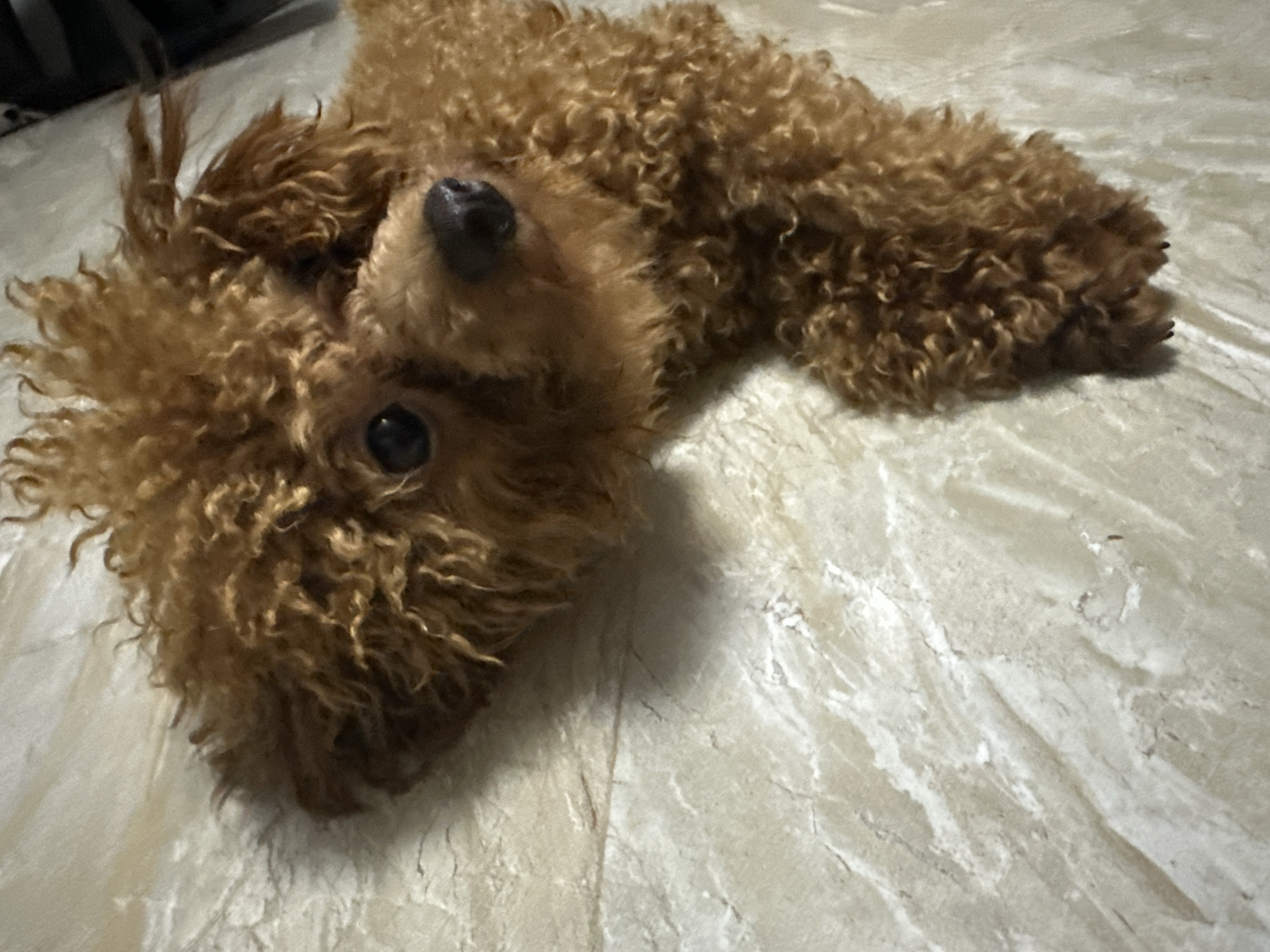 A brown poodle lies on a marble floor, looking at the camera. The dog's head is tilted and its body is stretched out. The floor has a marble pattern with varying shades of beige and white. The lighting is dim, suggesting the photo was taken indoors at night. The dog appears to be relaxed and comfortable.