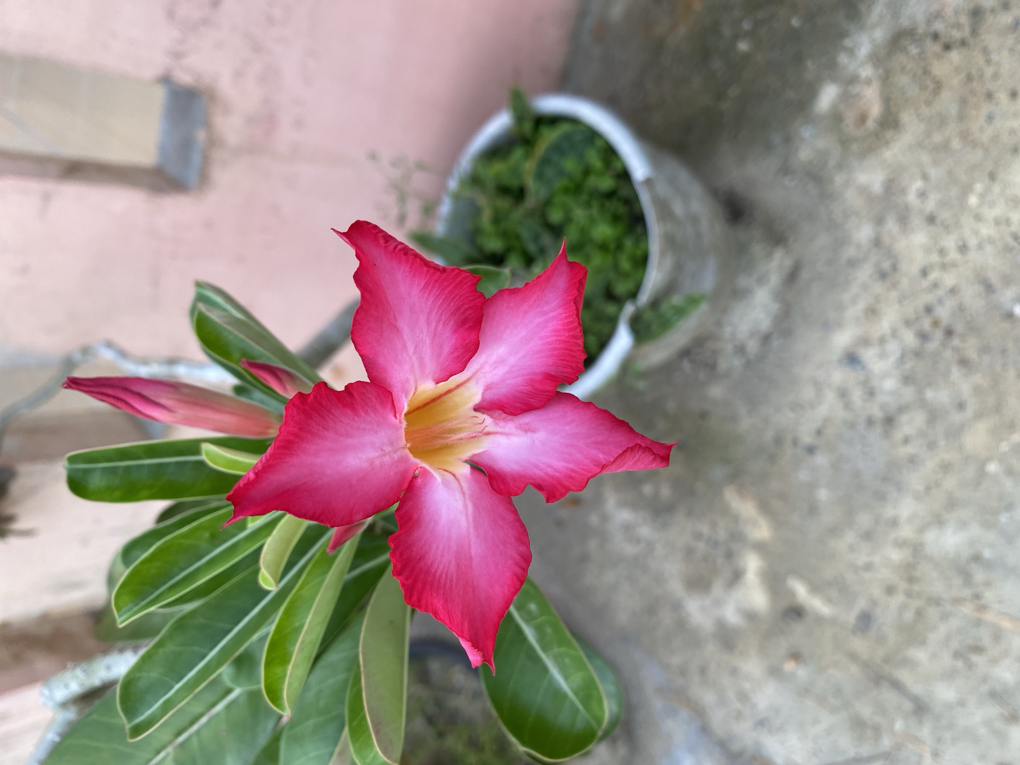A vibrant desert rose flower (Adenium obesum) is the central subject of this close-up image, captured outdoors in what appears to be Lhokseumawe, Indonesia. The flower, positioned slightly left of center, showcases five prominent petals that boast a rich fuchsia-pink hue along their ruffled edges, gracefully fading into a lighter pink and then a soft yellow-cream at the flower's core.
Surrounding the prominent bloom are numerous elongated, deep green leaves, characteristic of the desert rose plant. Several unopened flower buds, mirroring the pink tones of the main blossom, are also visible, hinting at forthcoming blooms. The plant is likely situated in a pot, though only a small part of a white or light-colored container is visible, holding another plant with dense green foliage in the blurred background.
The background elements provide context to the outdoor setting. To the upper left, a soft pinkish-beige wall or structure creates a gentle backdrop. The right and bottom portions of the image reveal a textured, grey concrete or paved surface.
The scene is bathed in clear natural daylight, suggesting either morning or afternoon, with soft illumination that accentuates the flower's vivid colors without casting harsh shadows. No specific activity is taking place, and no text is visible in the image. The overall impression is one of serene natural beauty in a tropical environment.