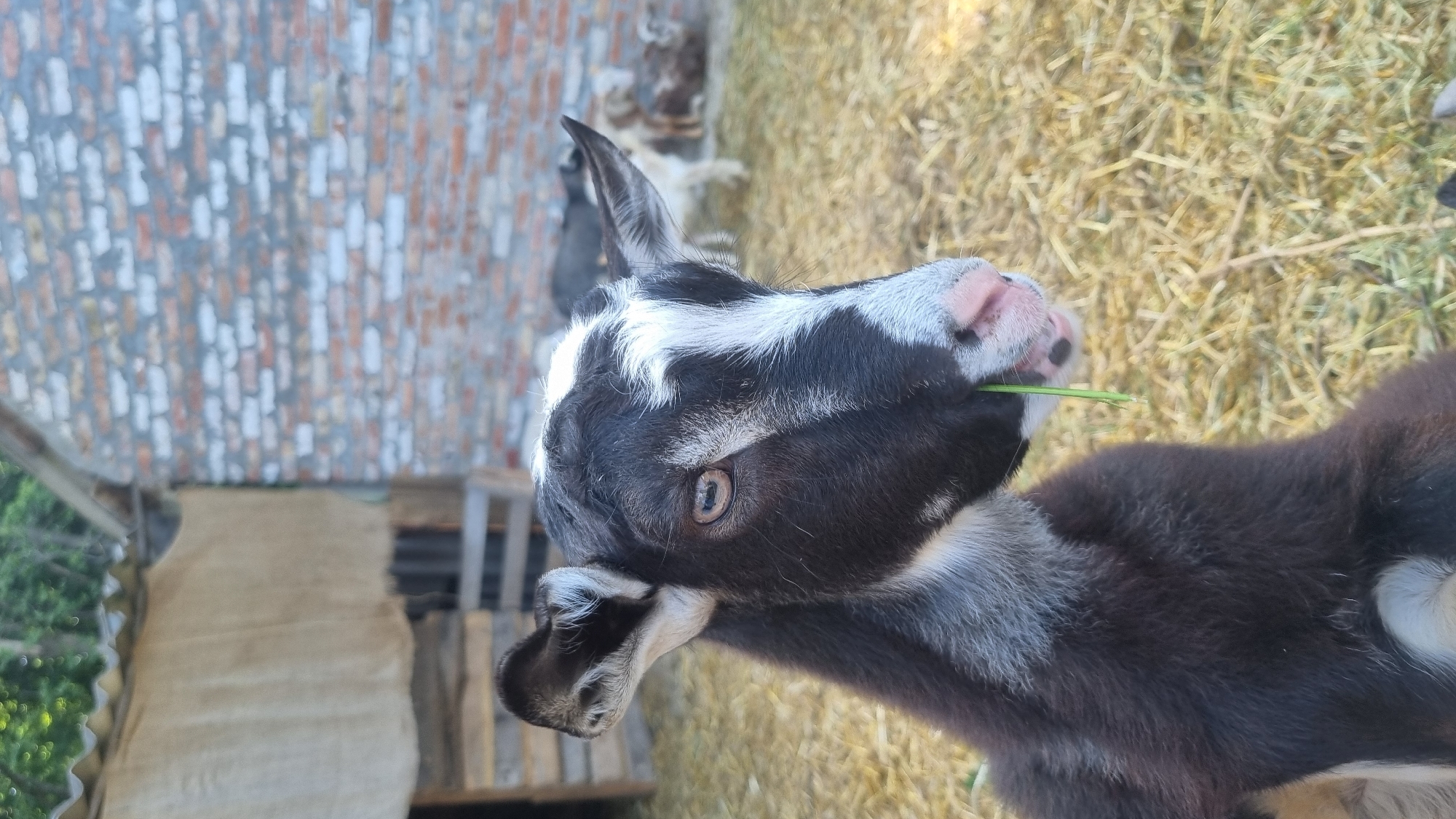 This image, captured in Melnyky, Ukraine, depicts a close-up portrait of a young goat in a rural outdoor setting. The primary subject is a goat with predominantly black fur and distinct white markings, including a prominent blaze running down its forehead and snout, white fur on the inner ears, and patches on its chin and neck. Its visible eye is amber-brown with a horizontal slit pupil. A small, vibrant green blade of grass protrudes from the left side of its pink snout, which has a small black spot.
The goat's head is angled slightly to its right, looking directly towards the viewer. The background is moderately blurred, indicating a shallow depth of field. To the left, part of a rustic structure is visible, featuring a corrugated metal roof and a light-colored, possibly canvas or burlap, material covering an opening. Dense green foliage is discernible above this structure. To the right, a brick wall constructed from light reddish-brown and white bricks is present. The ground throughout the visible area is covered with dry, golden-brown straw or hay. In the further blurred background, outlines of several other goats can be faintly observed. The scene is illuminated by natural daylight.
