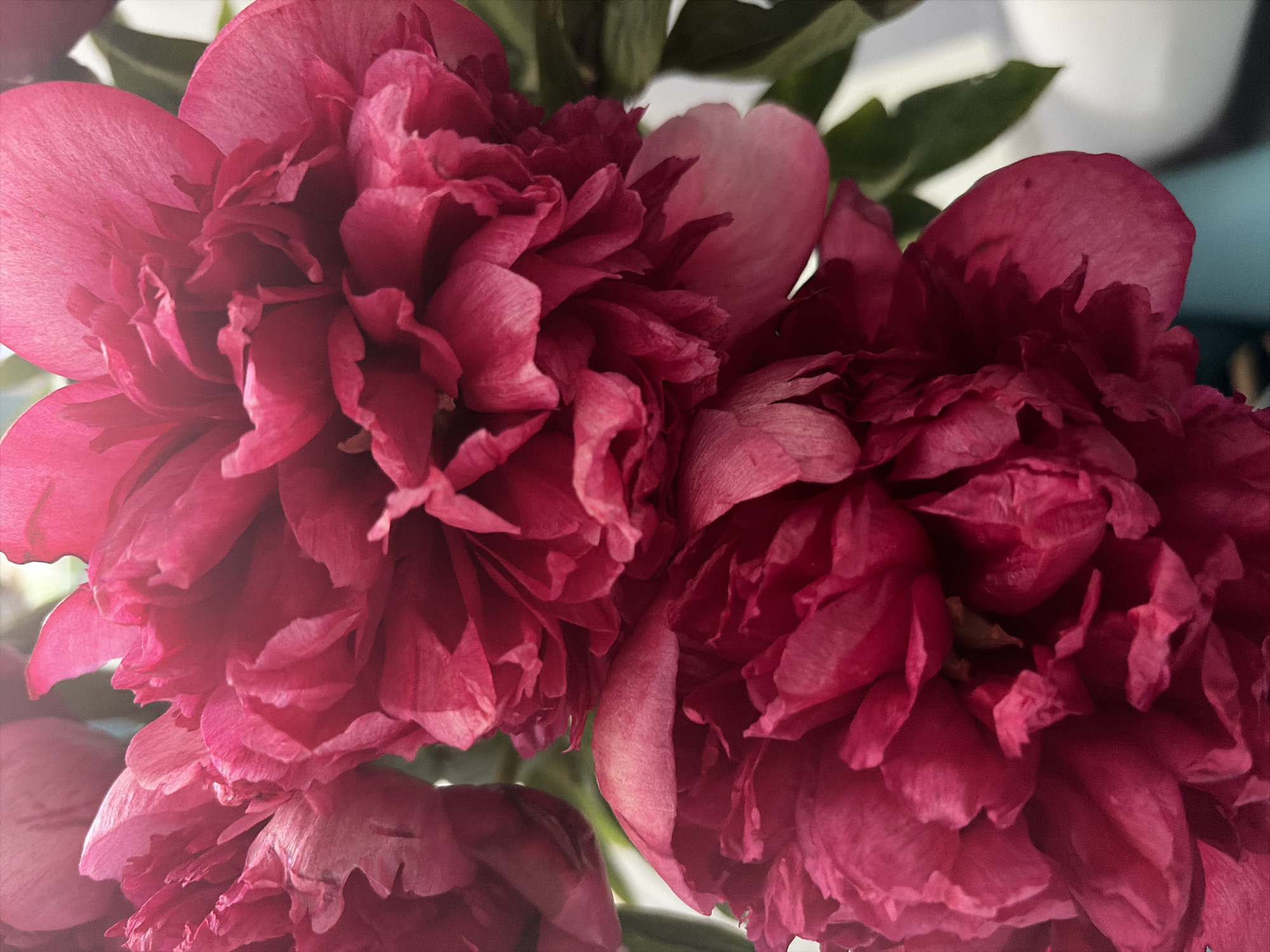 A close-up, vertically oriented, slightly blurred image shows two bright pink peony flowers in bloom. The flowers are large and fully open, with numerous ruffled petals. The petals are a deep pink, transitioning to lighter shades at the edges. The background is out of focus, showing hints of green leaves and a light, diffused background that suggests an indoor setting. There are no people or any identifiable structures or landmarks in the image.