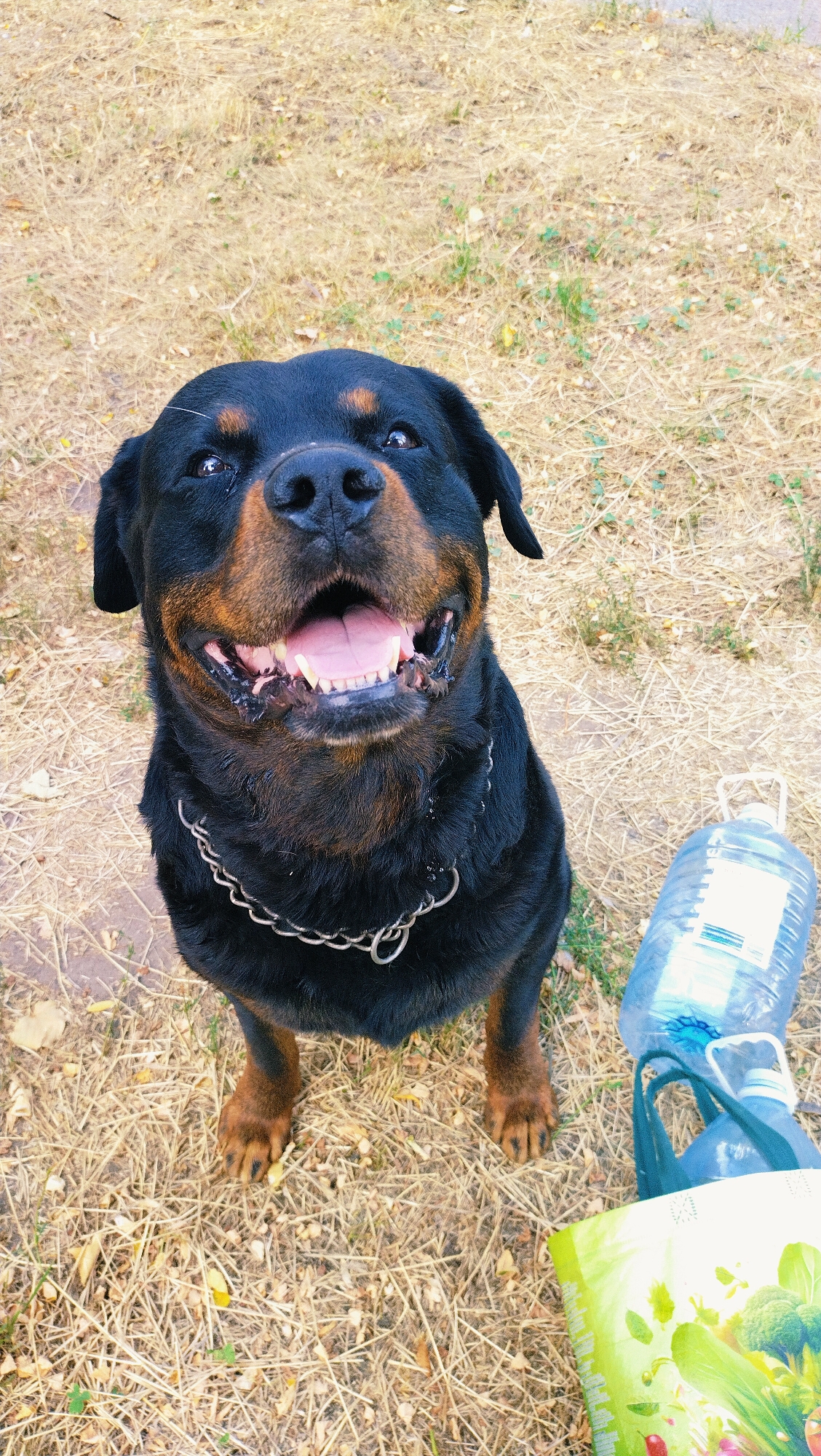 In a dry, grassy outdoor area, a Rottweiler dog is sitting and looking up at the camera with its mouth open and tongue visible. The dog is wearing a silver chain collar. To the right of the dog, there are two large plastic bottles of water and a green grocery bag. The ground is covered in dry grass and some scattered leaves.