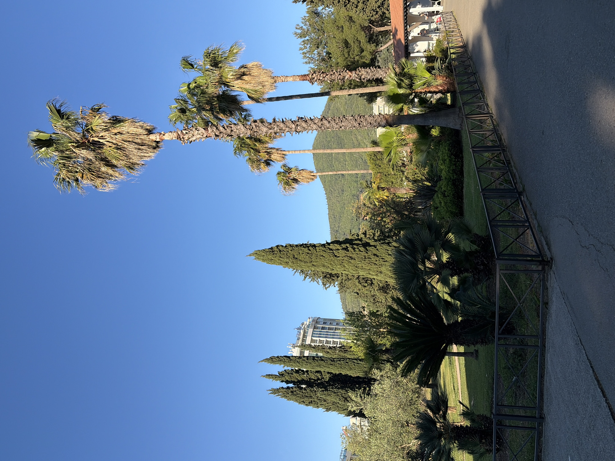 The image presents a scene in Budva, Montenegro, characterized by a blend of tropical and Mediterranean vegetation alongside urban development. A row of tall palm trees with mature fronds dominates the upper half of the image, set against a clear blue sky. Behind the palm trees, a green, tree-covered mountain rises.
A paved road runs along the right edge of the image, separated from a strip of green space by a dark, metal fence with an 'X' design in its structure. The green space features a mix of trees and shrubs, including what appear to be cypress trees and various palm-like plants. In the distance, a multi-story building with a light-colored facade is visible, suggesting urban development within the natural landscape.
There are no people visible in the scene. The time of day appears to be sunny, based on the clear sky and lighting conditions.