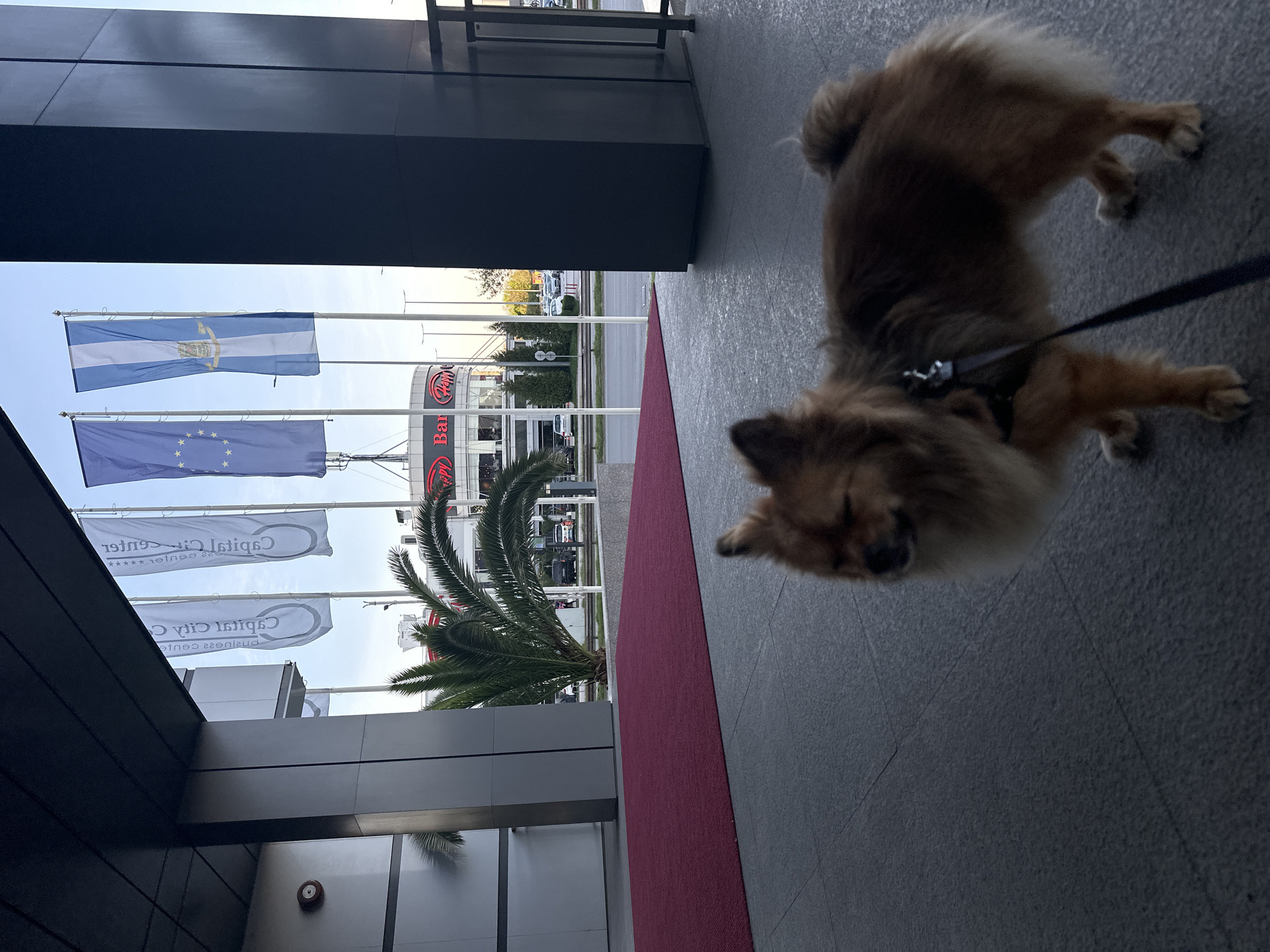 A fluffy, light brown and tan dog, resembling a Pomeranian or similar spitz-type breed, is positioned on a grey tiled pavement in the foreground. The dog is wearing a dark harness and is attached to a black leash, which extends out of frame to the right. Its face is slightly blurred, but it appears to be looking forward.
To the left of the dog, a vibrant red carpet stretches across the pavement, leading towards a modern building structure with dark paneling. In the mid-ground, a large palm tree adds greenery to the urban environment.
Above the palm tree and building, several flags are flying on poles against a bright, clear sky. From top to bottom, the visible flags include a blue and white striped flag with a central emblem, strongly resembling the flag of El Salvador. Below it is the blue flag of the European Union, featuring a circle of twelve gold stars. Further down, two white banners display the mirrored text "Capital City Center Business Center". The text "Business Center *****" is also partially visible on one of the white flags.
In the background, across a street, other modern buildings are visible, including one with prominent red lettering that spells out "Bar Happy". Cars are parked or driving on the street. The scene appears to be taking place during the daytime under clear weather conditions, suggesting the exterior of a commercial or business complex in Plovdiv, Bulgaria.