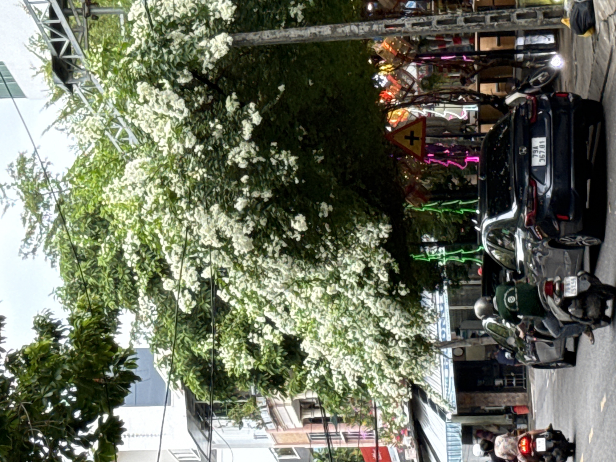 The image depicts a street scene in Nha Trang, Vietnam, likely on a cloudy day. A prominent, flowering tree with white blossoms dominates the center and right side of the frame, its branches reaching over the street. In the foreground, a dark sedan is parked on the right side of the road, displaying the license plate "79A 367.81". To the left of the sedan, a person on a motorbike, wearing a green shirt and helmet, is also on the street. Further to the left, another motorbike with a passenger is visible, parked or moving slowly. Buildings line the street on the left, one with a light-colored facade and balconies, another with shops and awnings. Decorative lights, some in neon green and pink, are visible on the right side of the street, suggesting a festive or commercial area. A yellow triangular traffic sign with a black cross is also present on the right. The overall impression is a busy urban street with a touch of natural beauty from the flowering tree.
